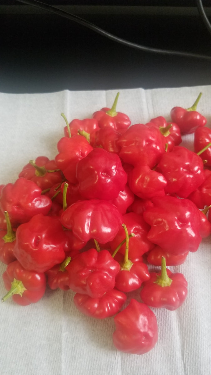 Buy 15 RED Variety Brazilian Starfish Pepper Seeds Isolated padded Envelope  Shipping, Tracking Number Included. Online in India 