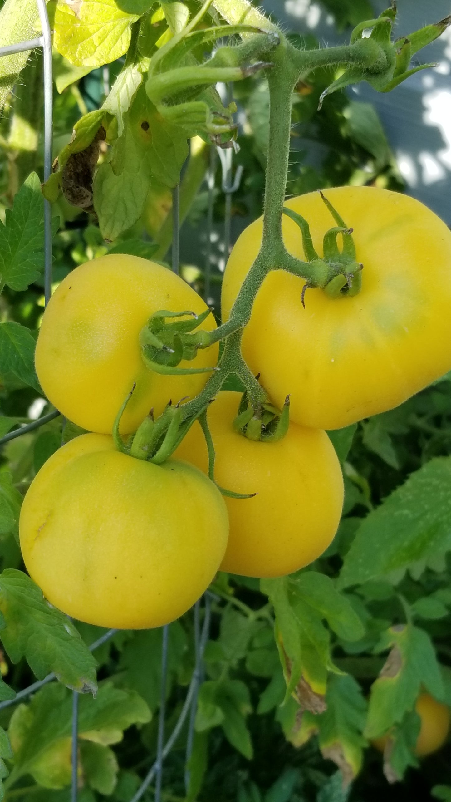 Garden Peach Tomato Seeds