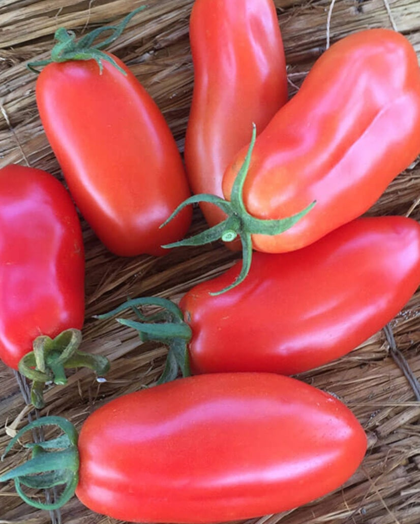 San Marzano Tomato Seeds