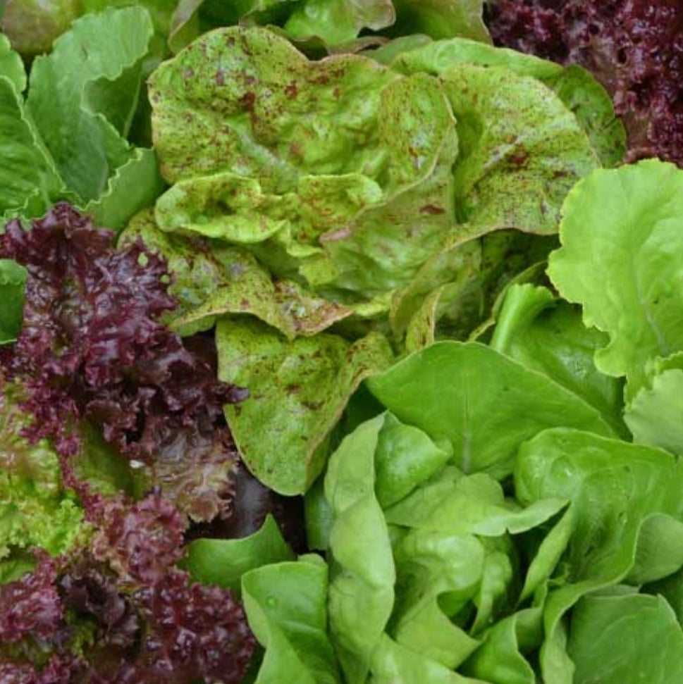 CNCA (Cut n Come Again) Lettuce Mix