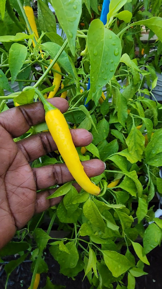 Golden Cayenne Pepper Seeds