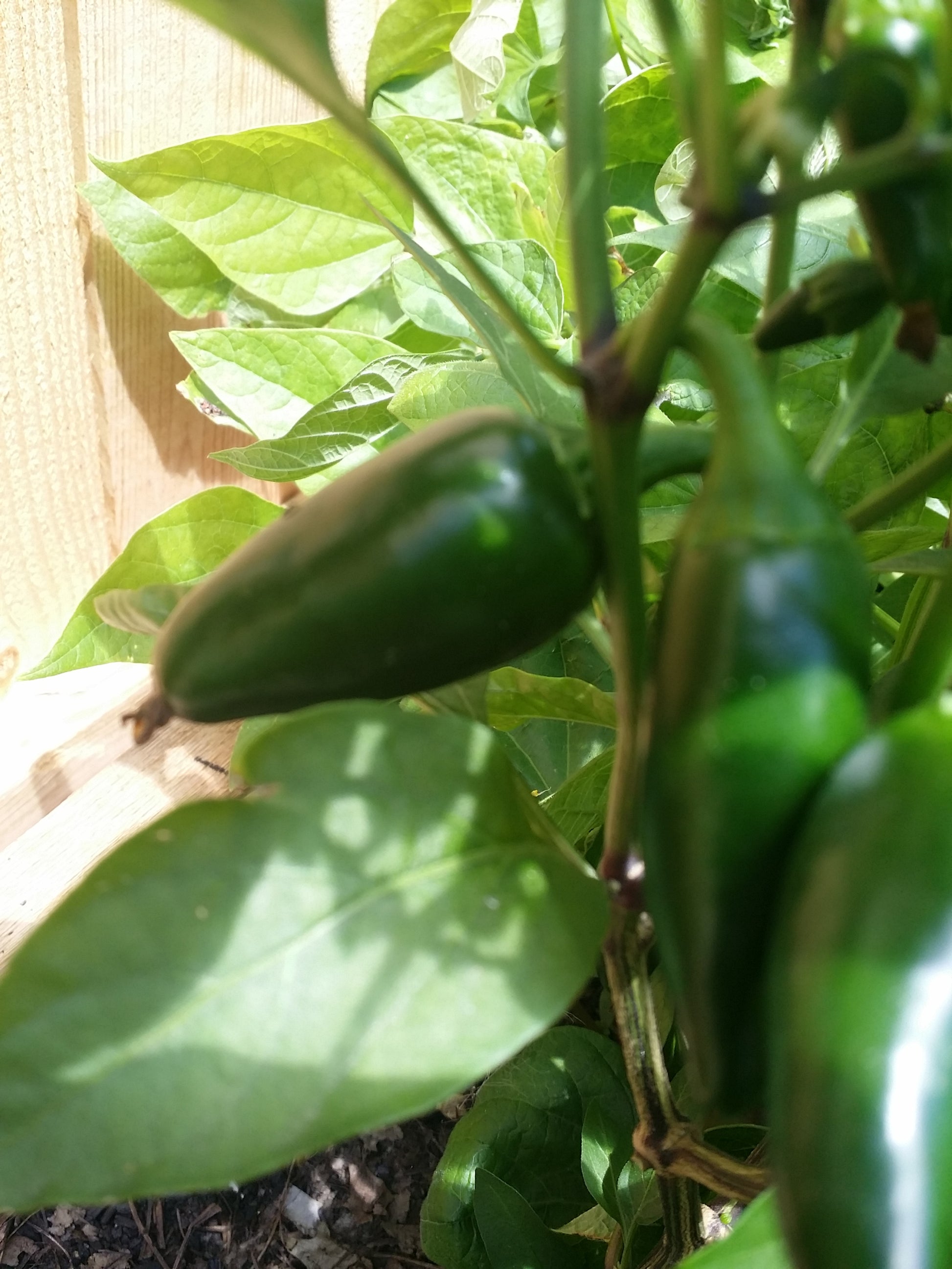 Jalapeno M. Pepper Seeds