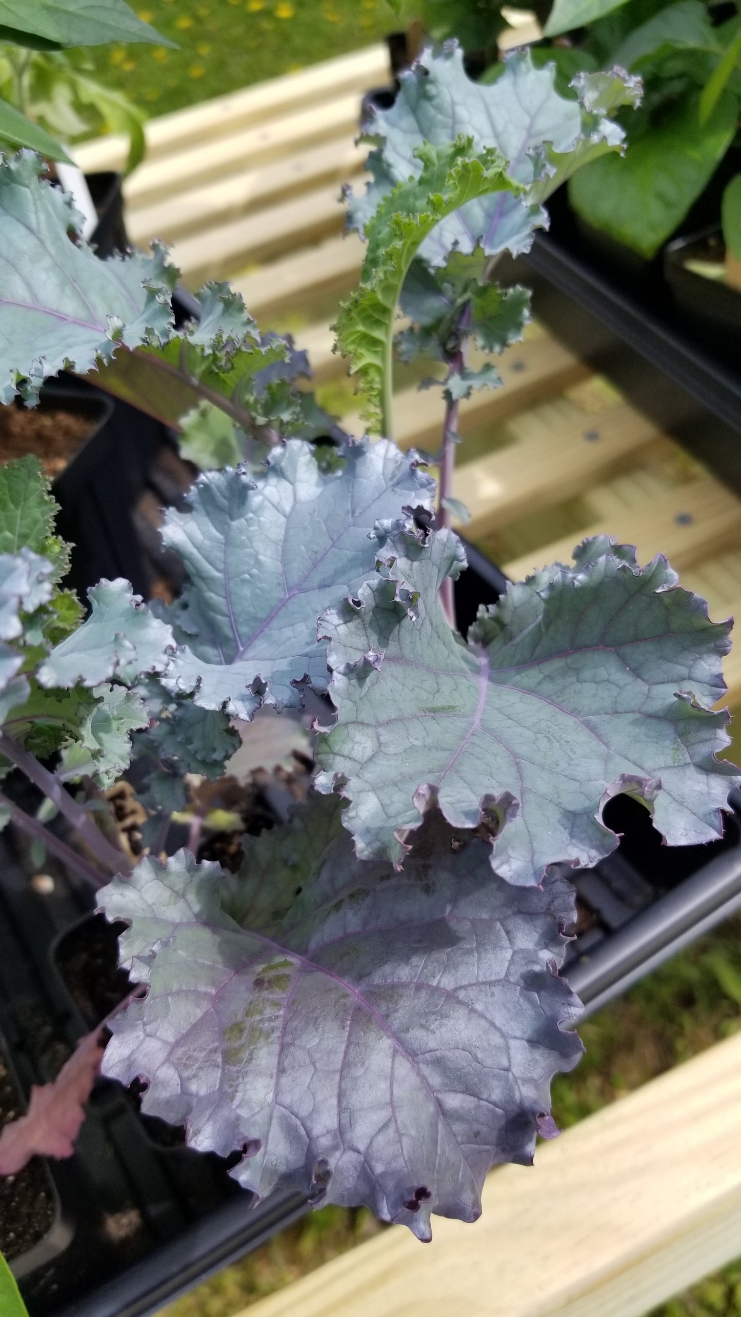 Scarlet Kale Seeds