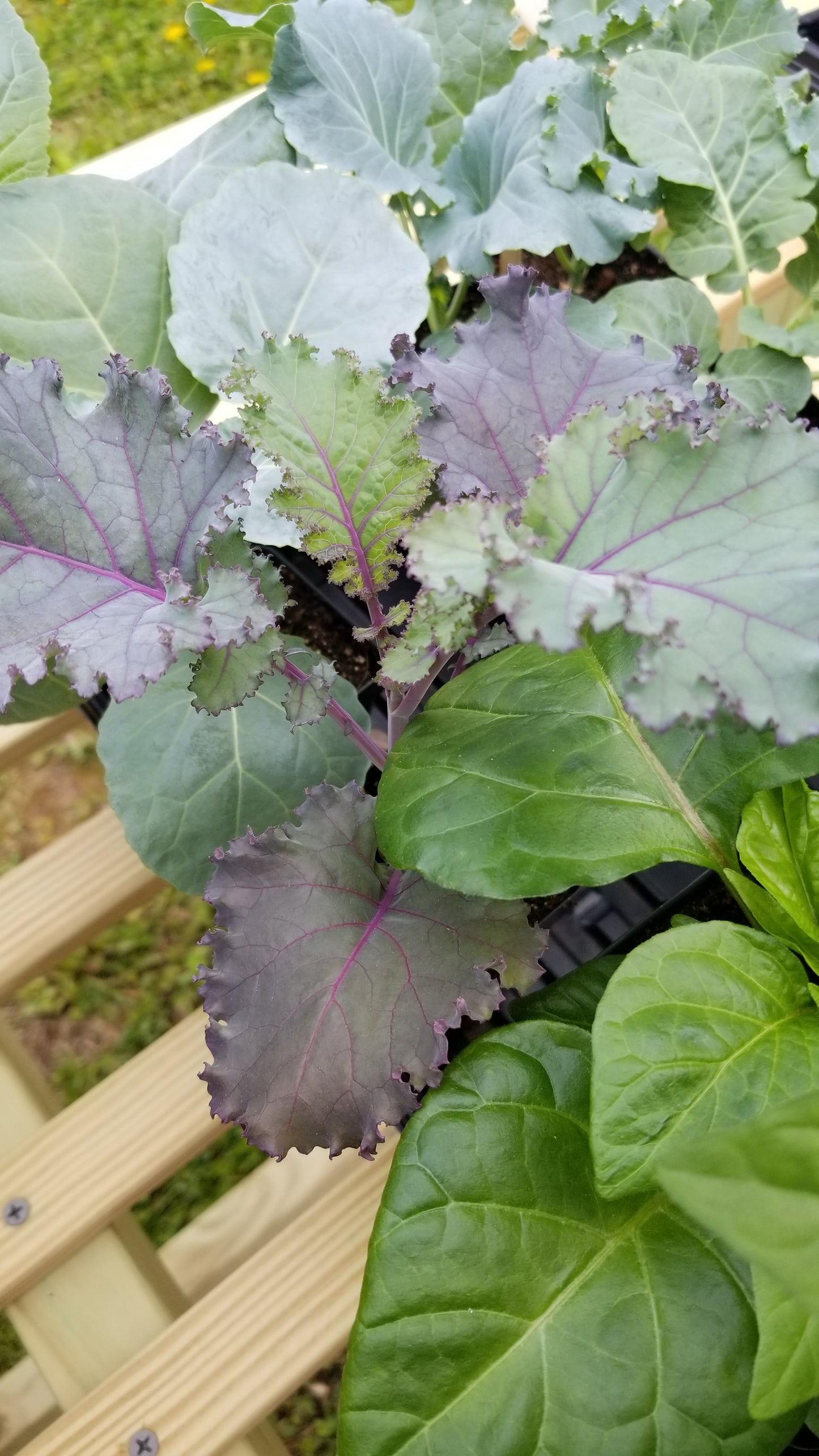 Scarlet Kale Seeds