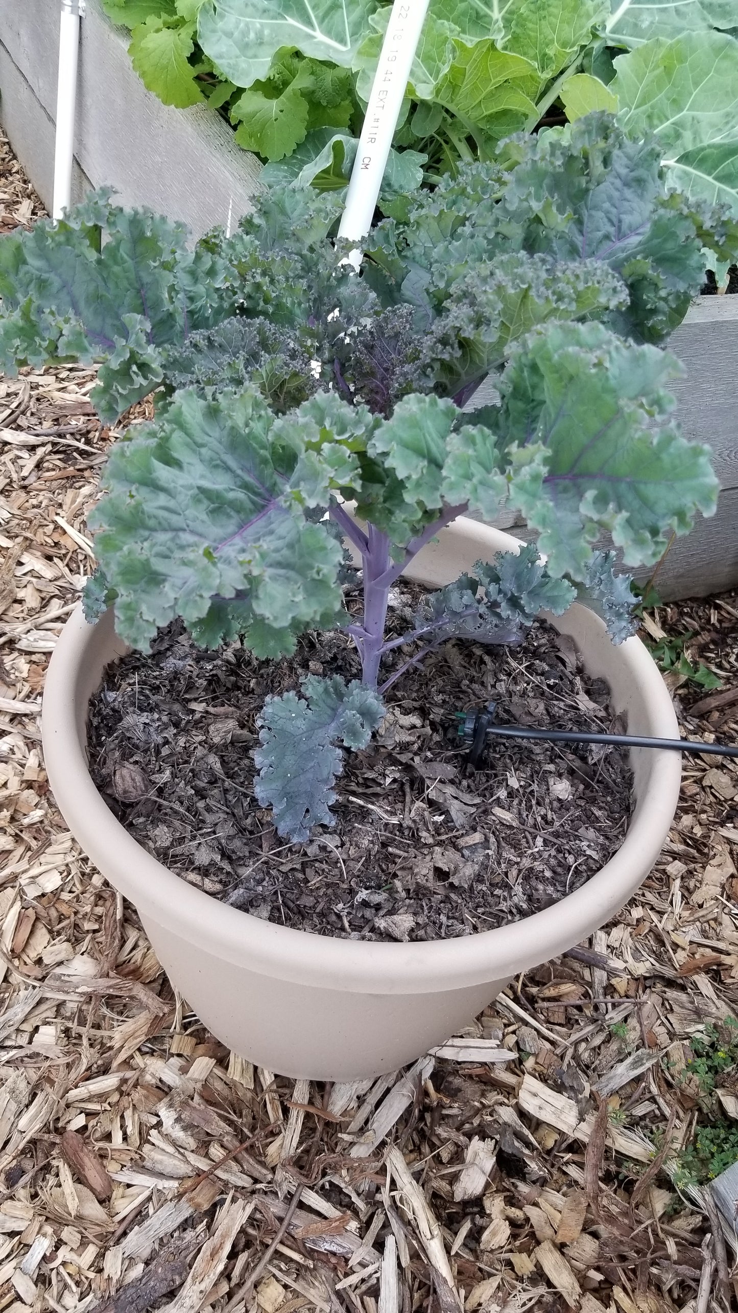 Scarlet Kale Seeds