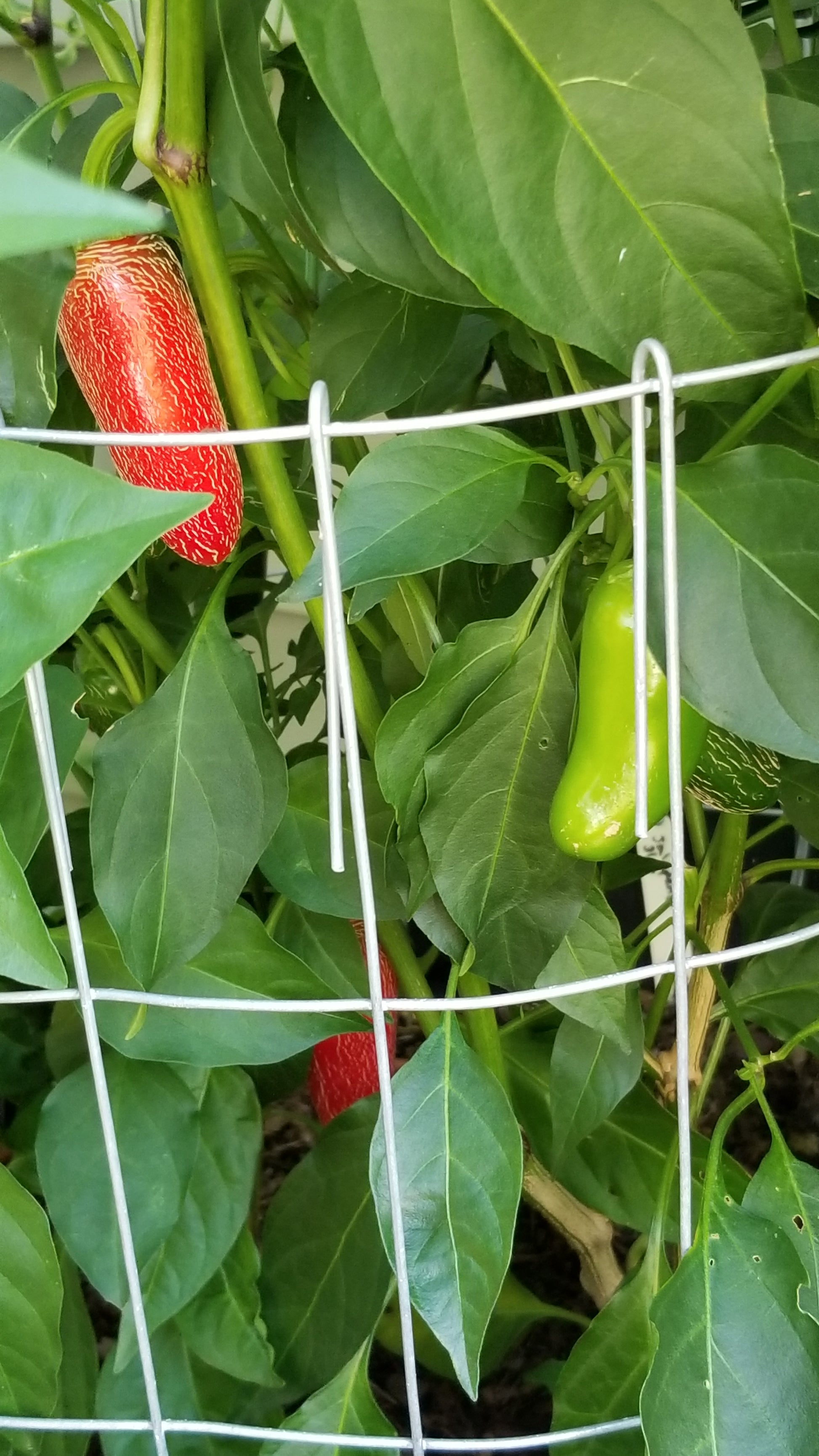 Jalapeno M. Pepper Seeds