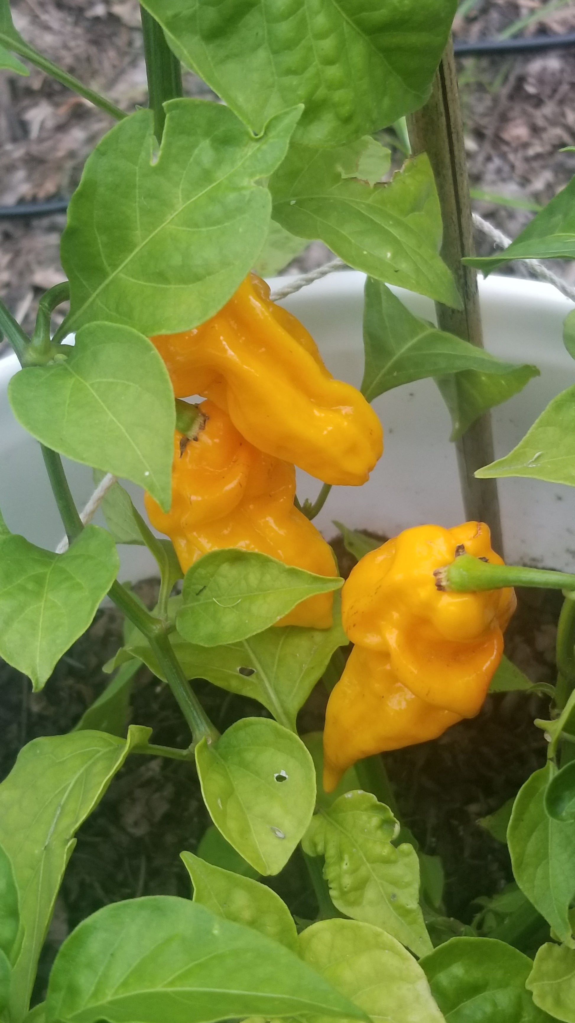 Fatalii Pepper Seeds