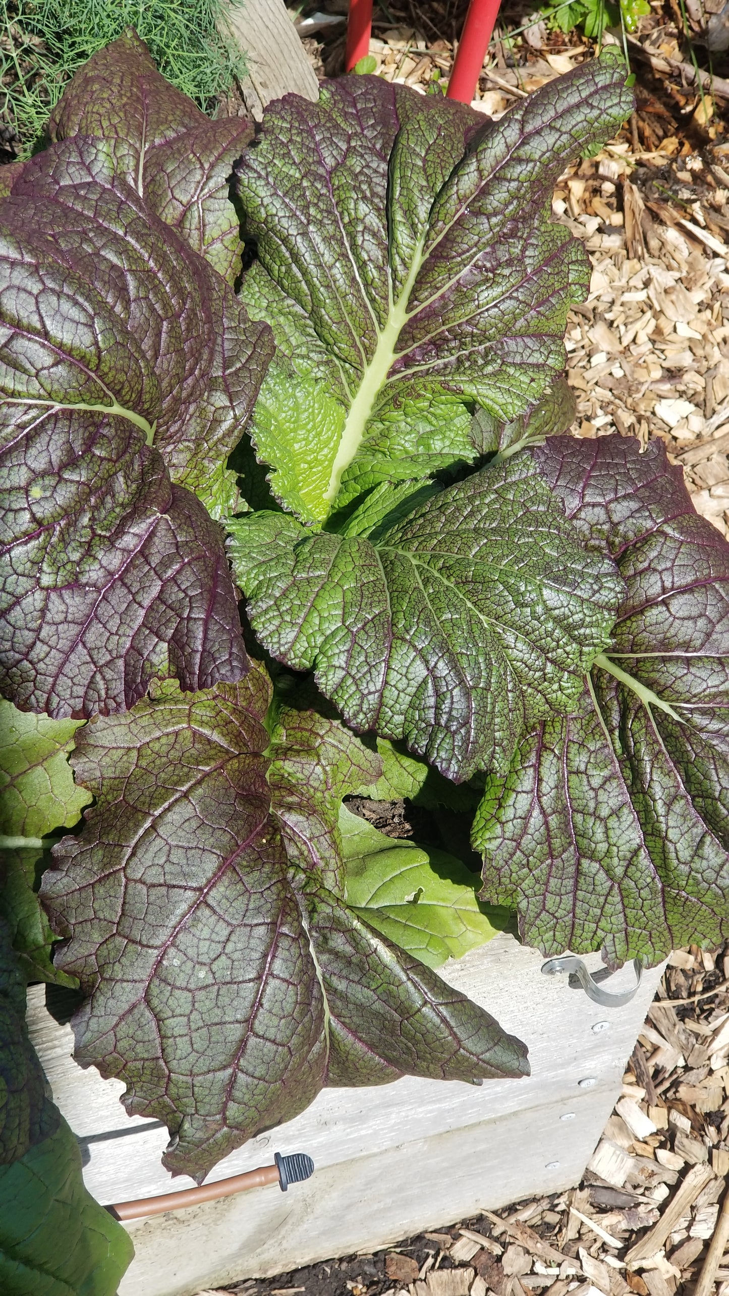 Red Giant Mustard Greens Seeds (Organic)