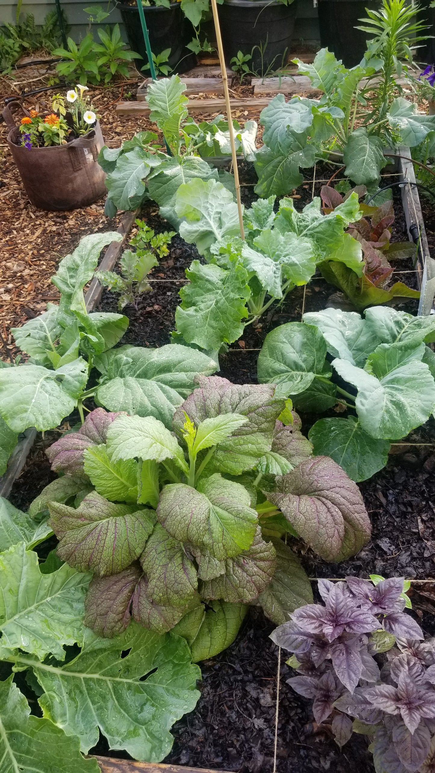 Red Giant Mustard Greens Seeds (Organic)