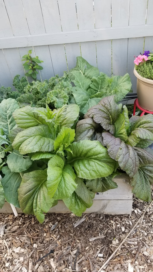 Red Giant Mustard Greens Seeds