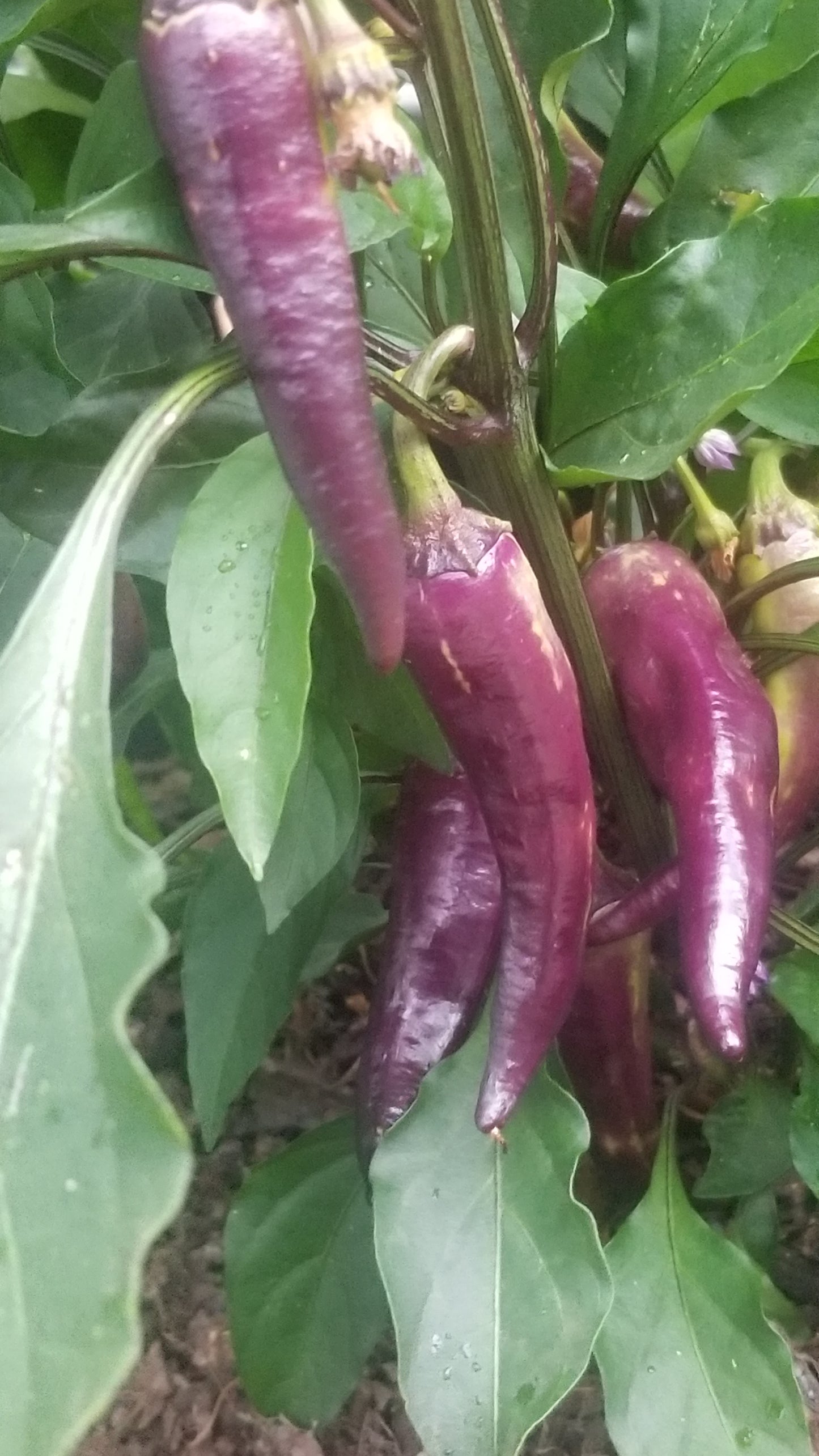 Purple Cayenne Pepper Seeds