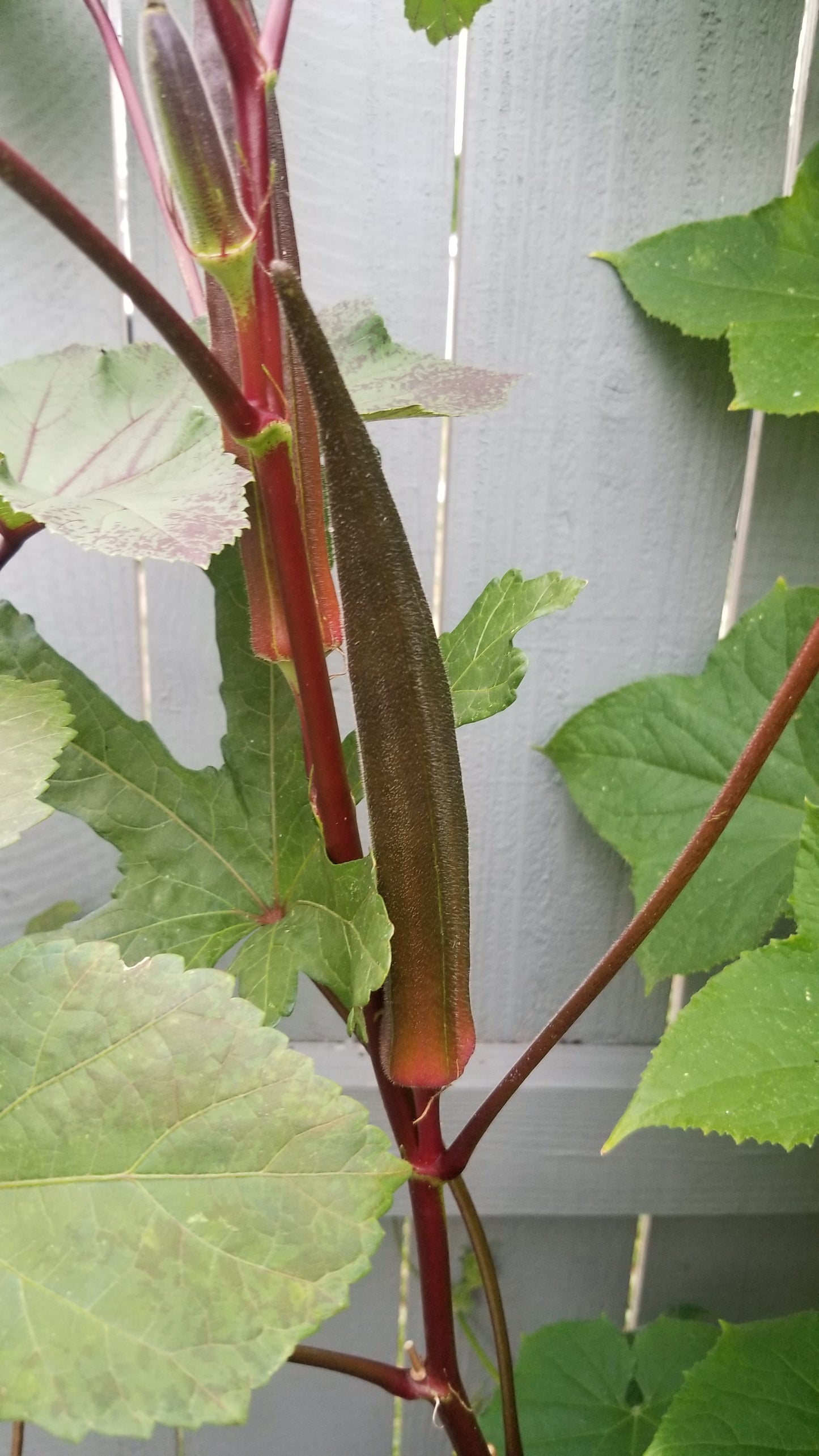 Burgundy Okra Seeds