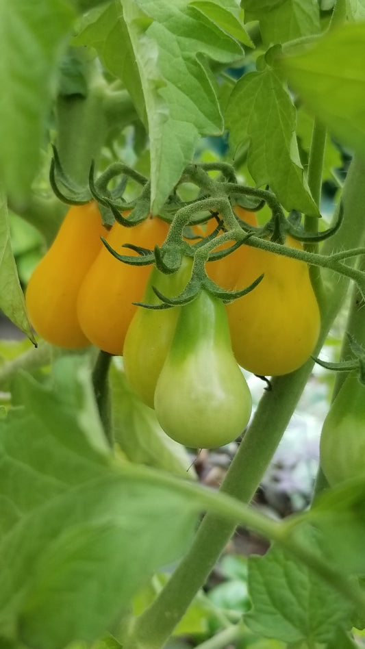 Yellow Pear Tomato Seeds