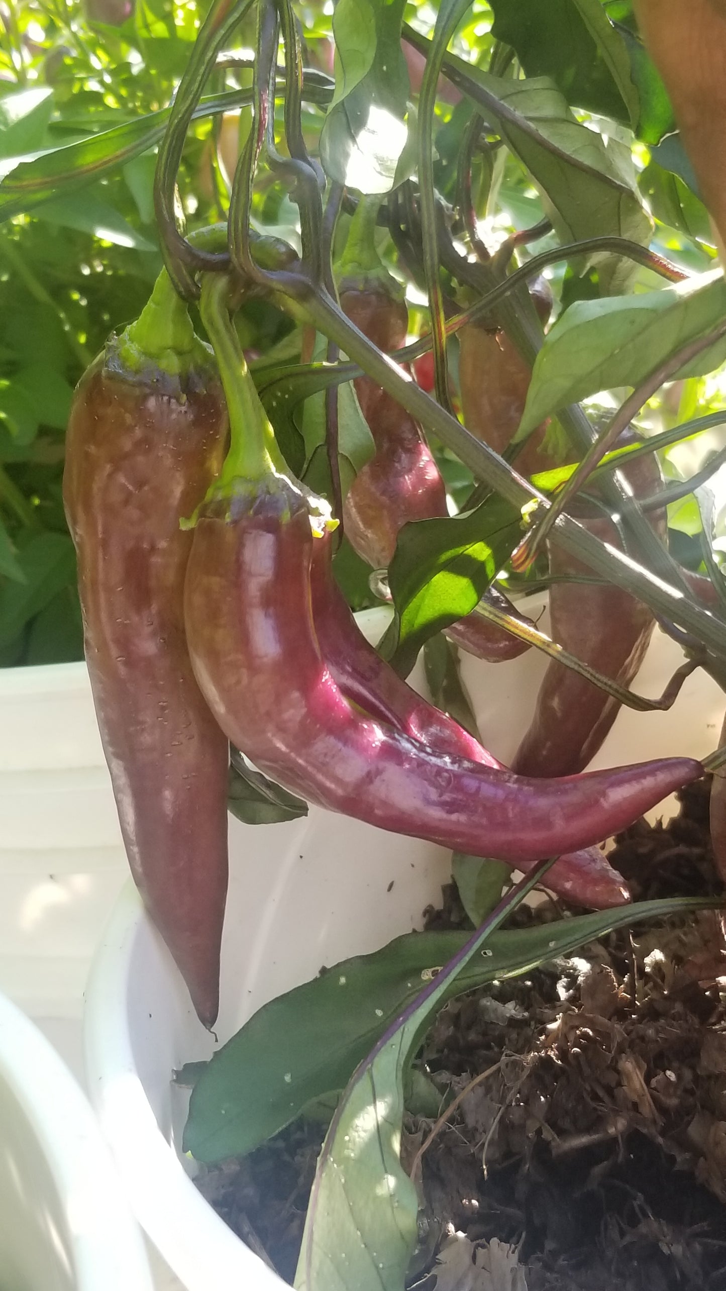 Purple Cayenne Pepper Seeds