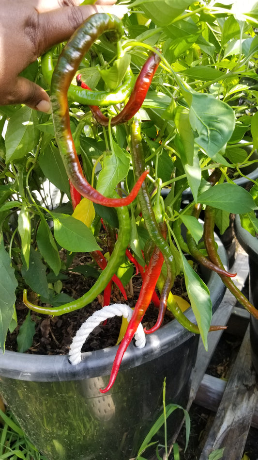 Joe's Long Cayenne Pepper Seeds