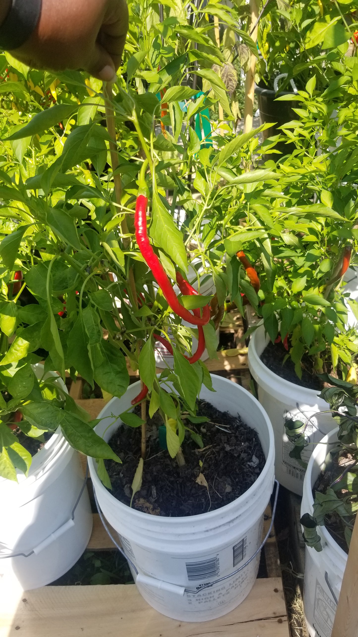 Joe's Long Cayenne Pepper Seeds