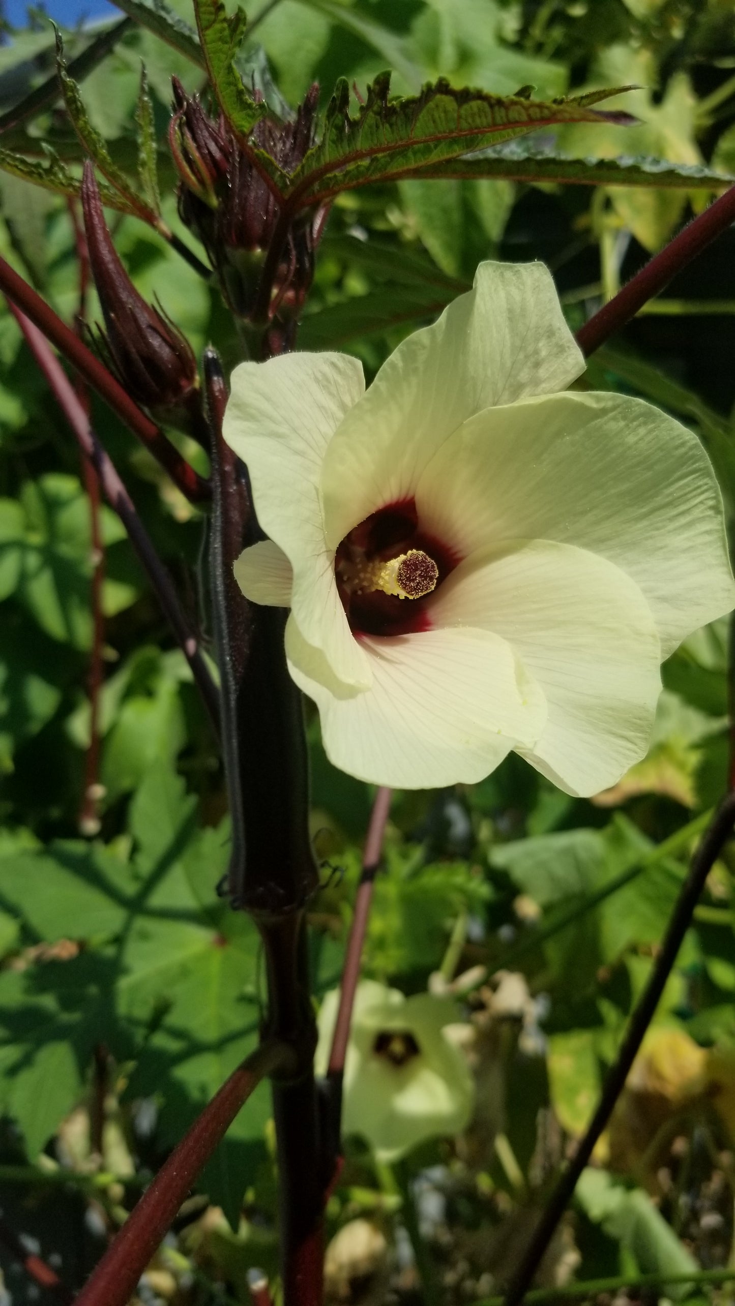 Burgundy Okra Seeds