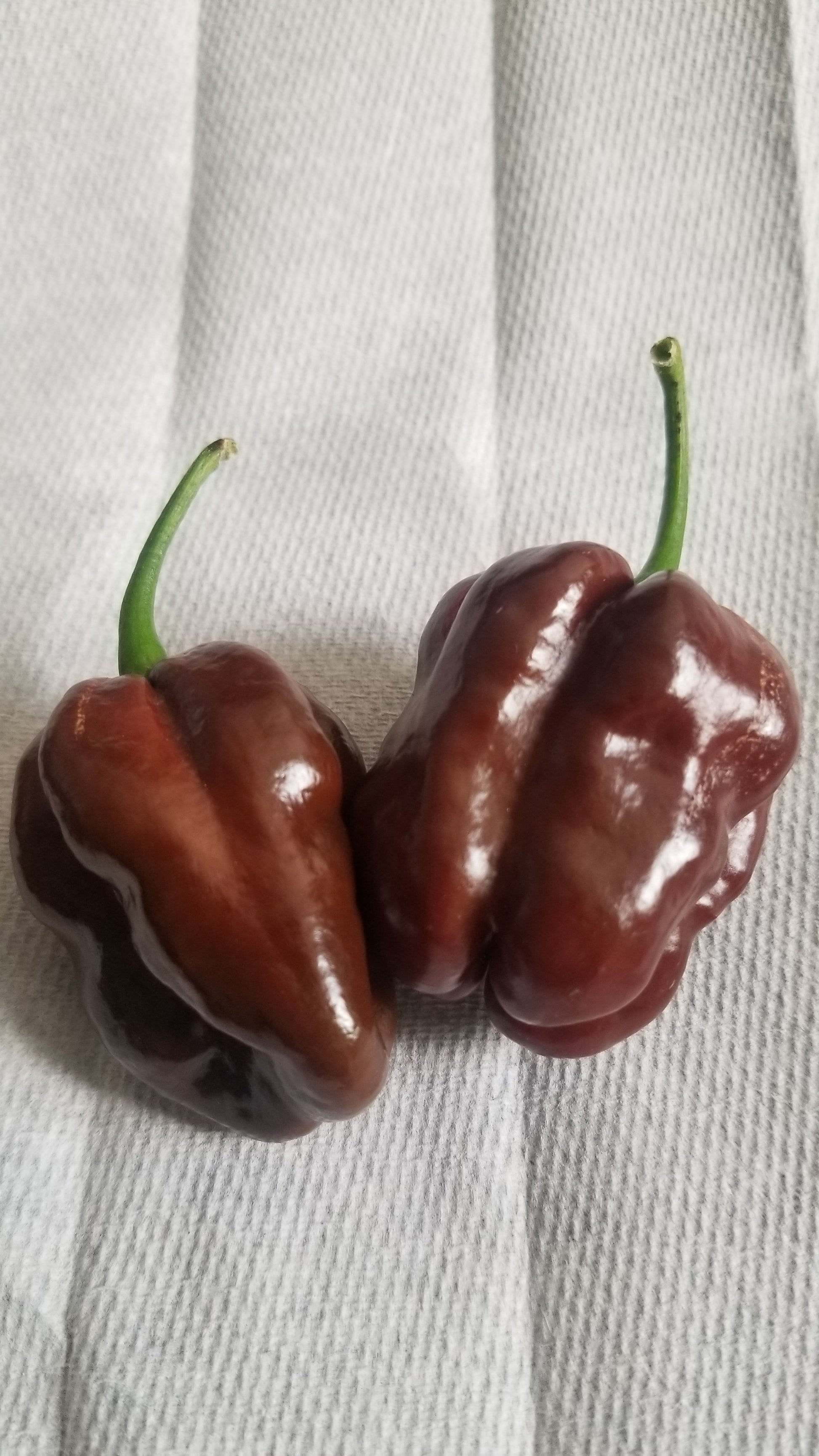 Chocolate Habanero Pepper Seeds