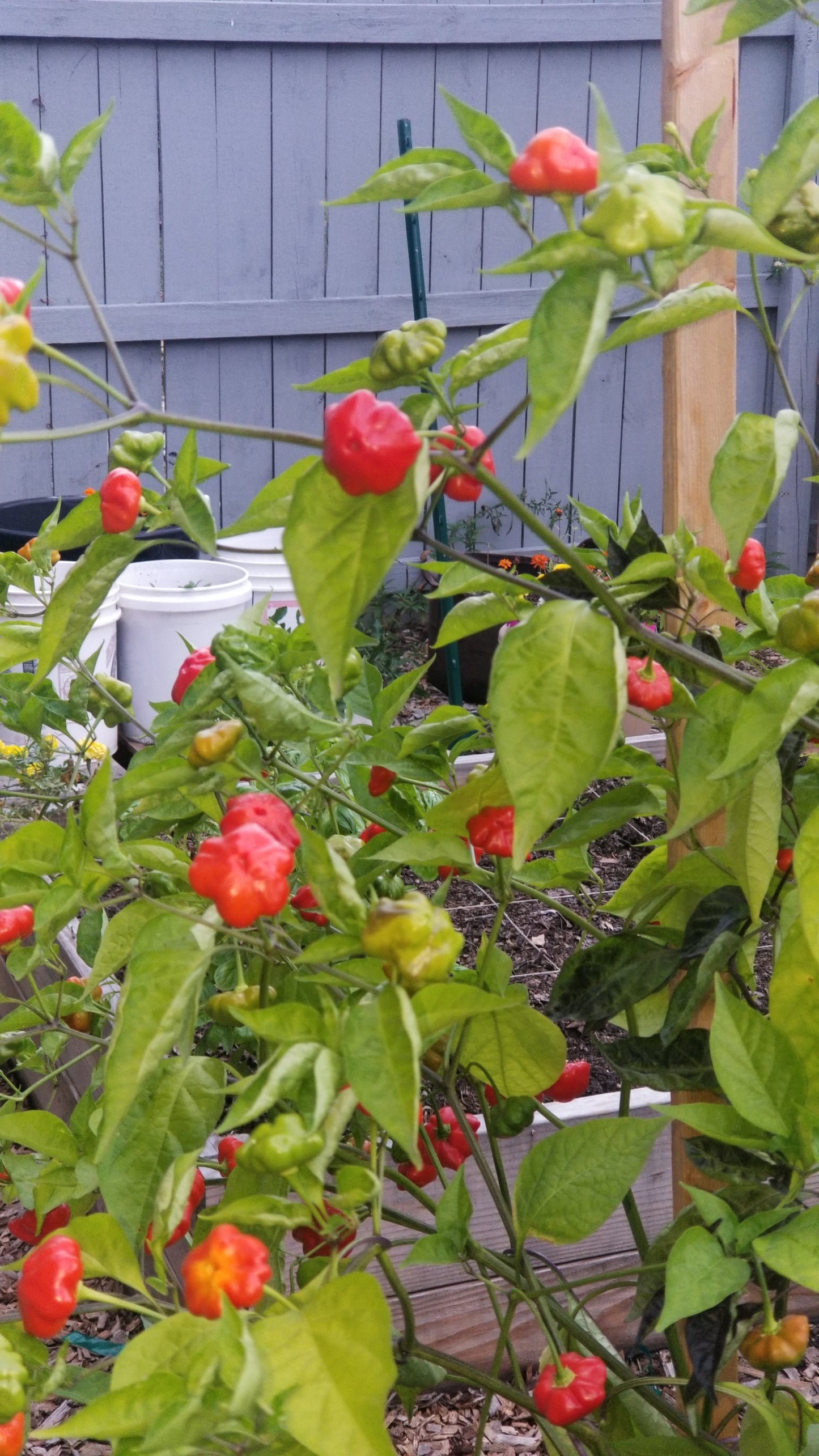 Brazilian Starfish (Red) Pepper Seeds