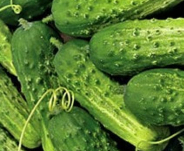 Boston Pickling Cucumber Seeds