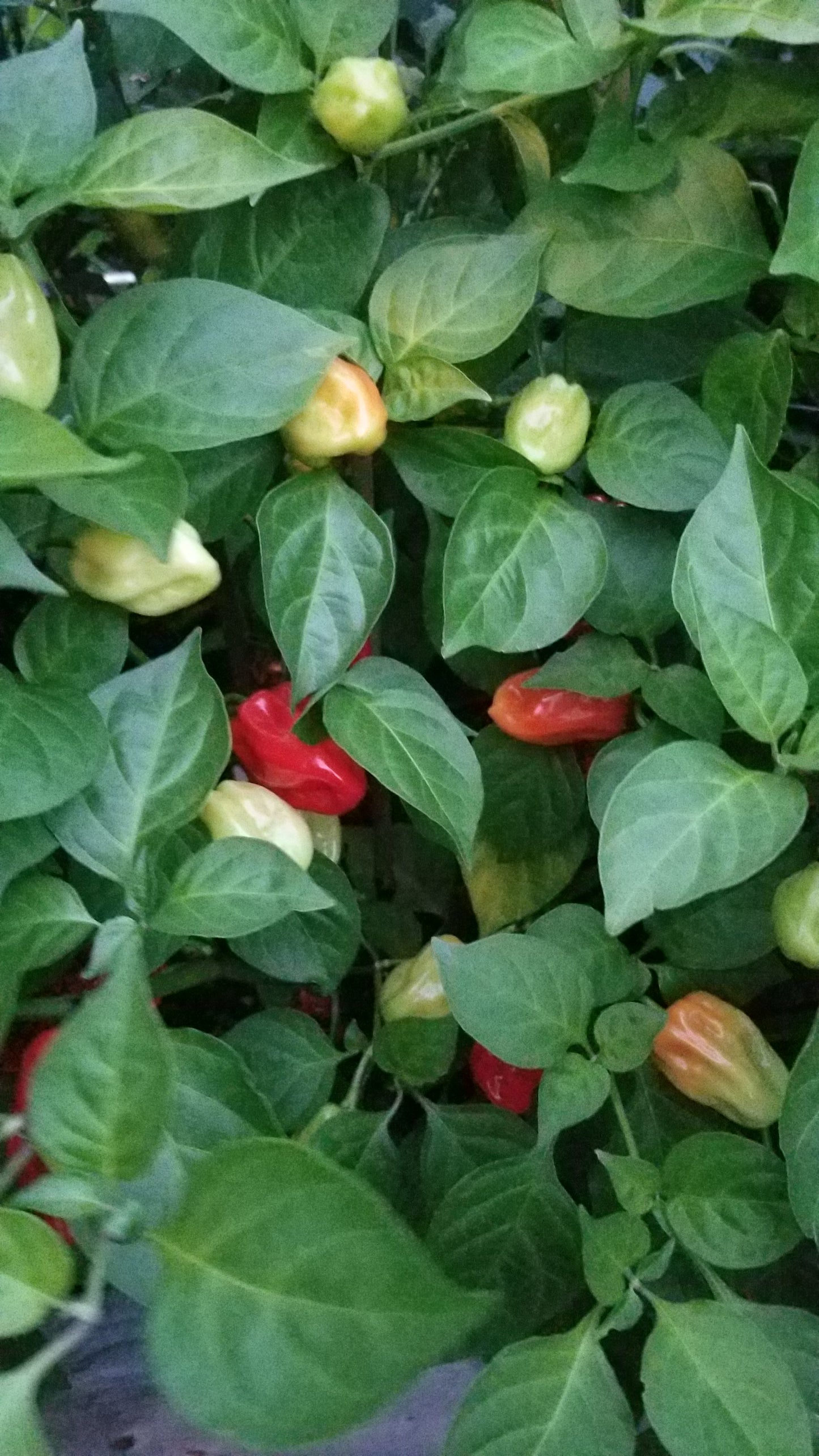 Tobago Seasoning Pepper Seeds