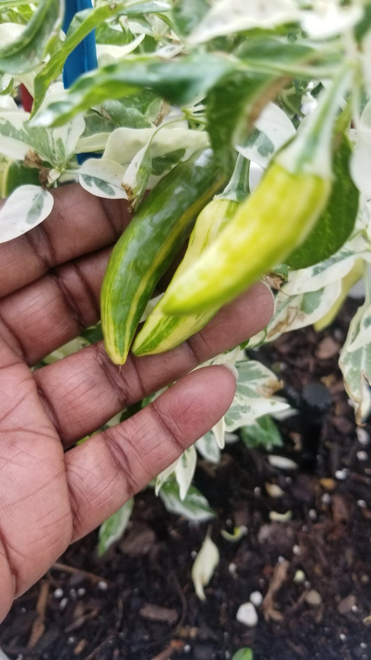 Fish Pepper Seeds