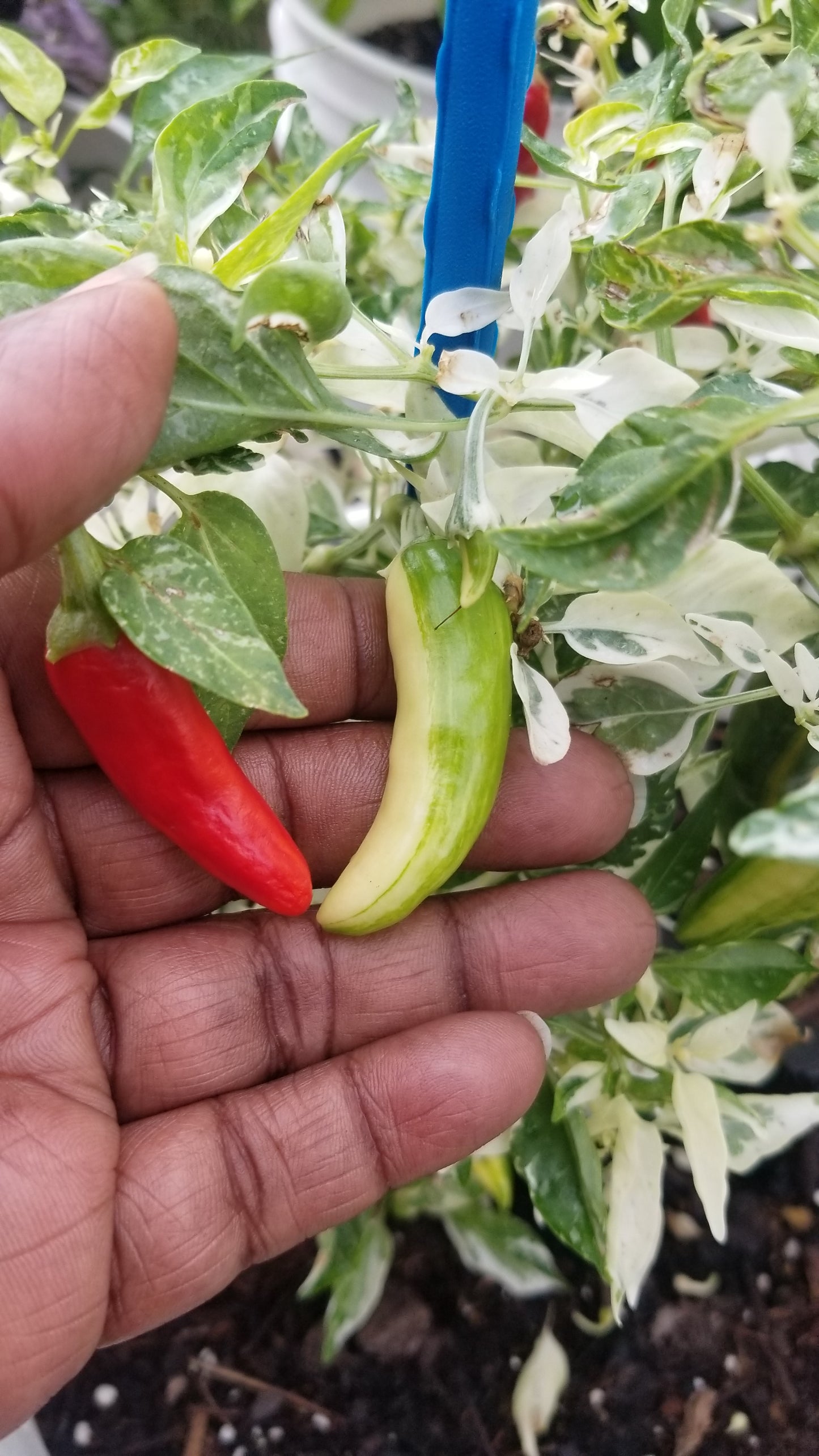 Fish Pepper Seeds (Organic)