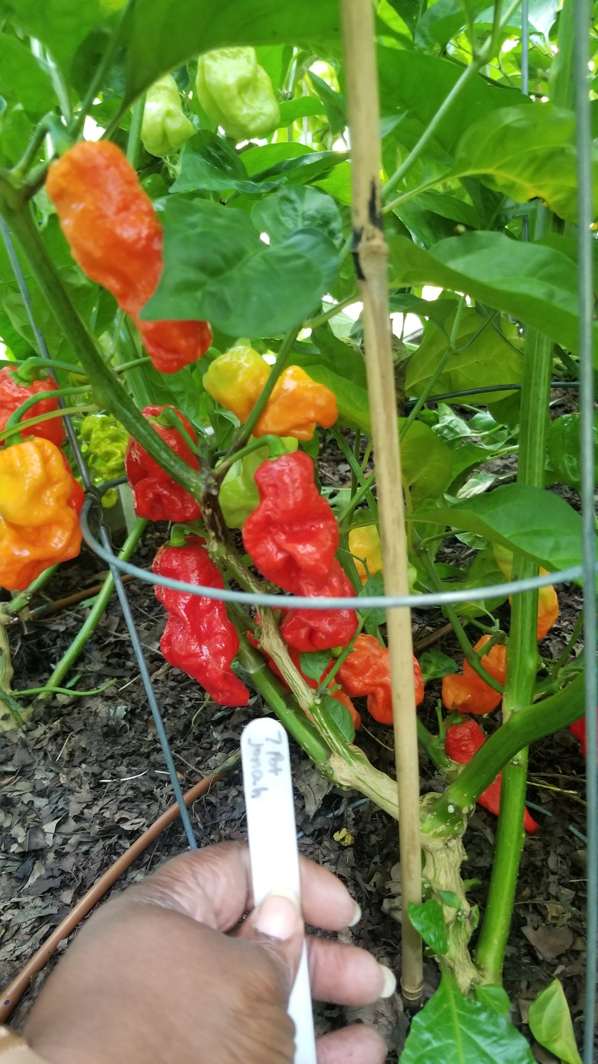 7 Pot Jonah Pepper Seeds