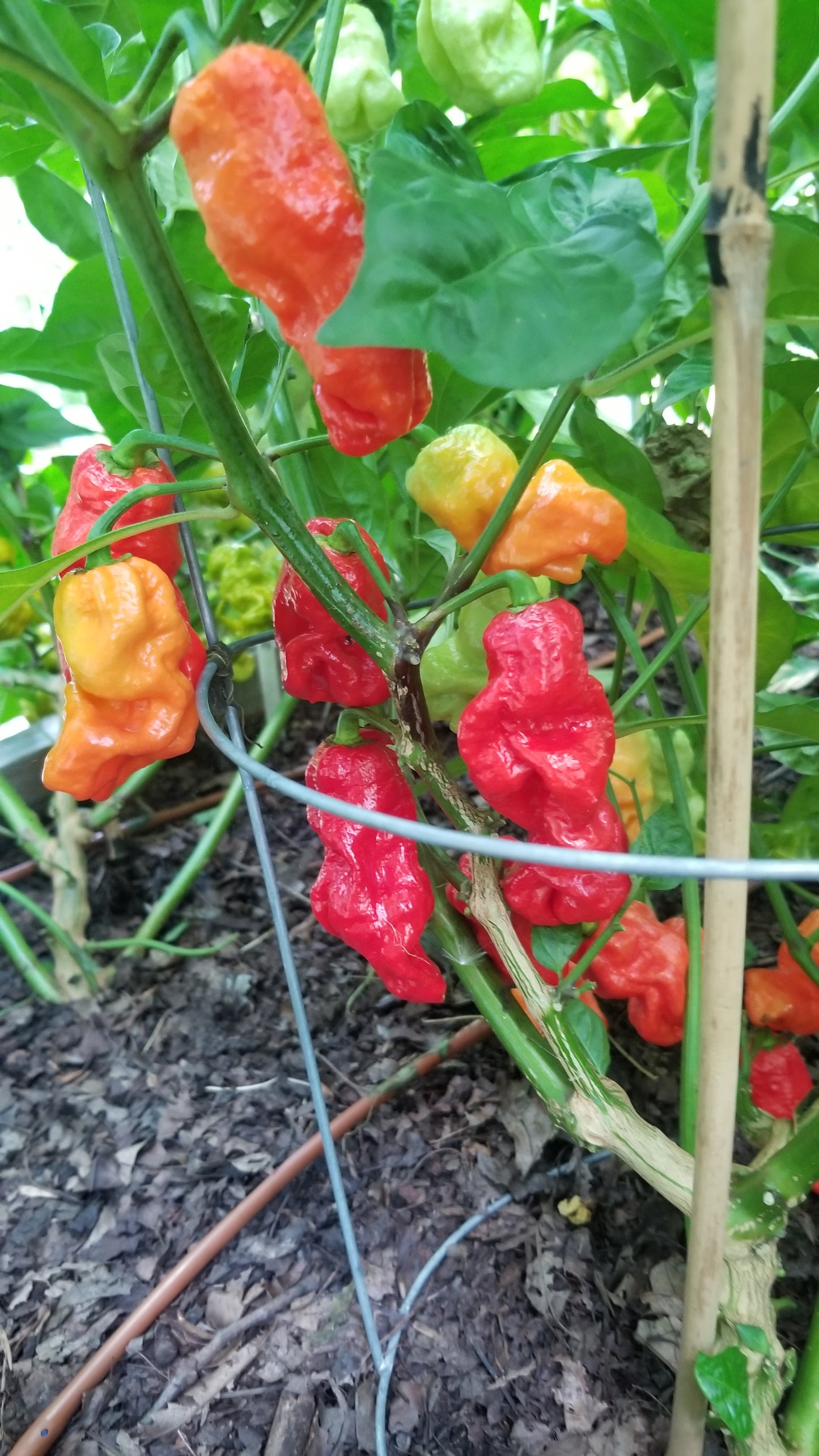 7 Pot Jonah Pepper Seeds