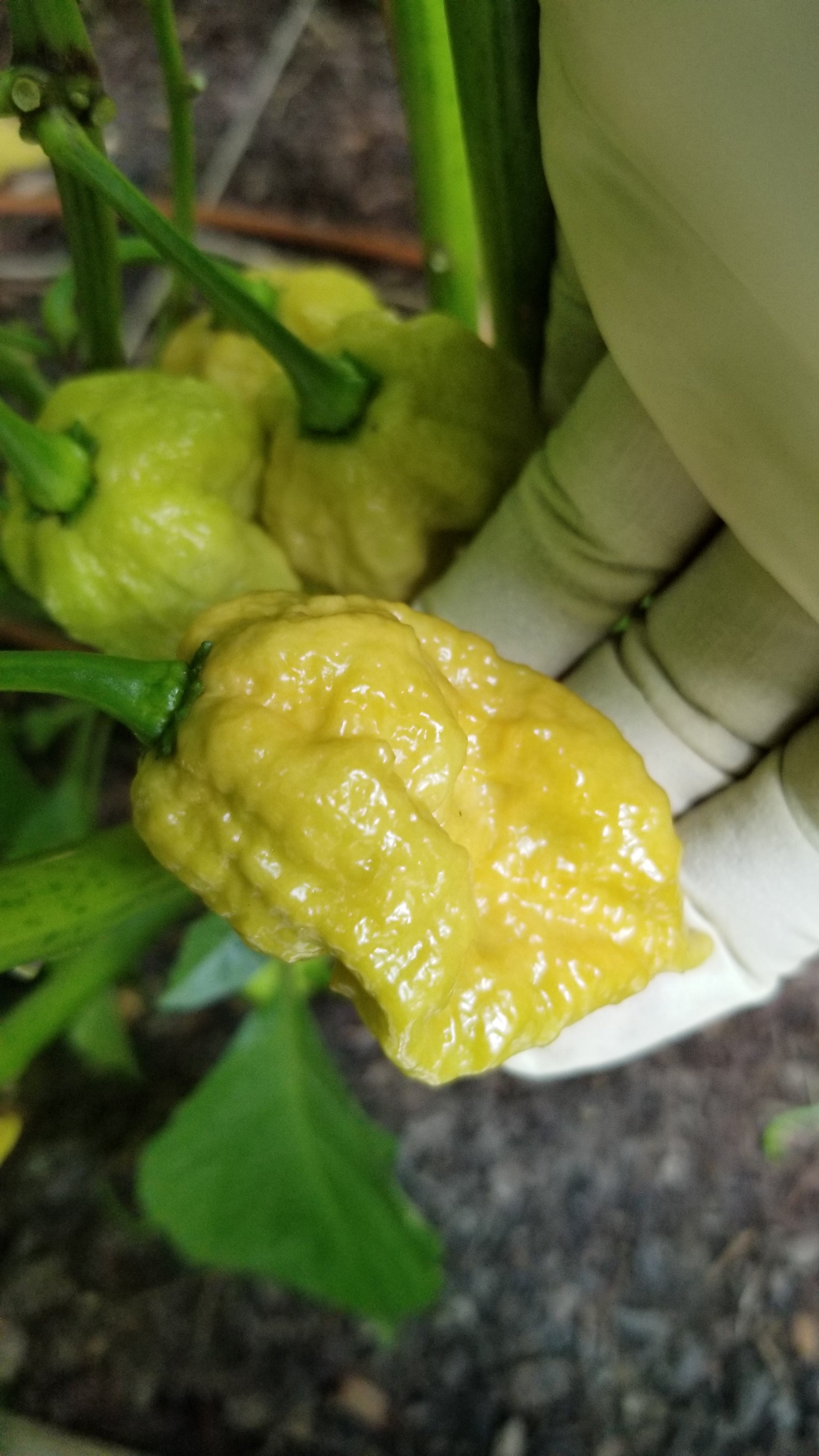 Gold Carolina Reaper Pepper Seeds