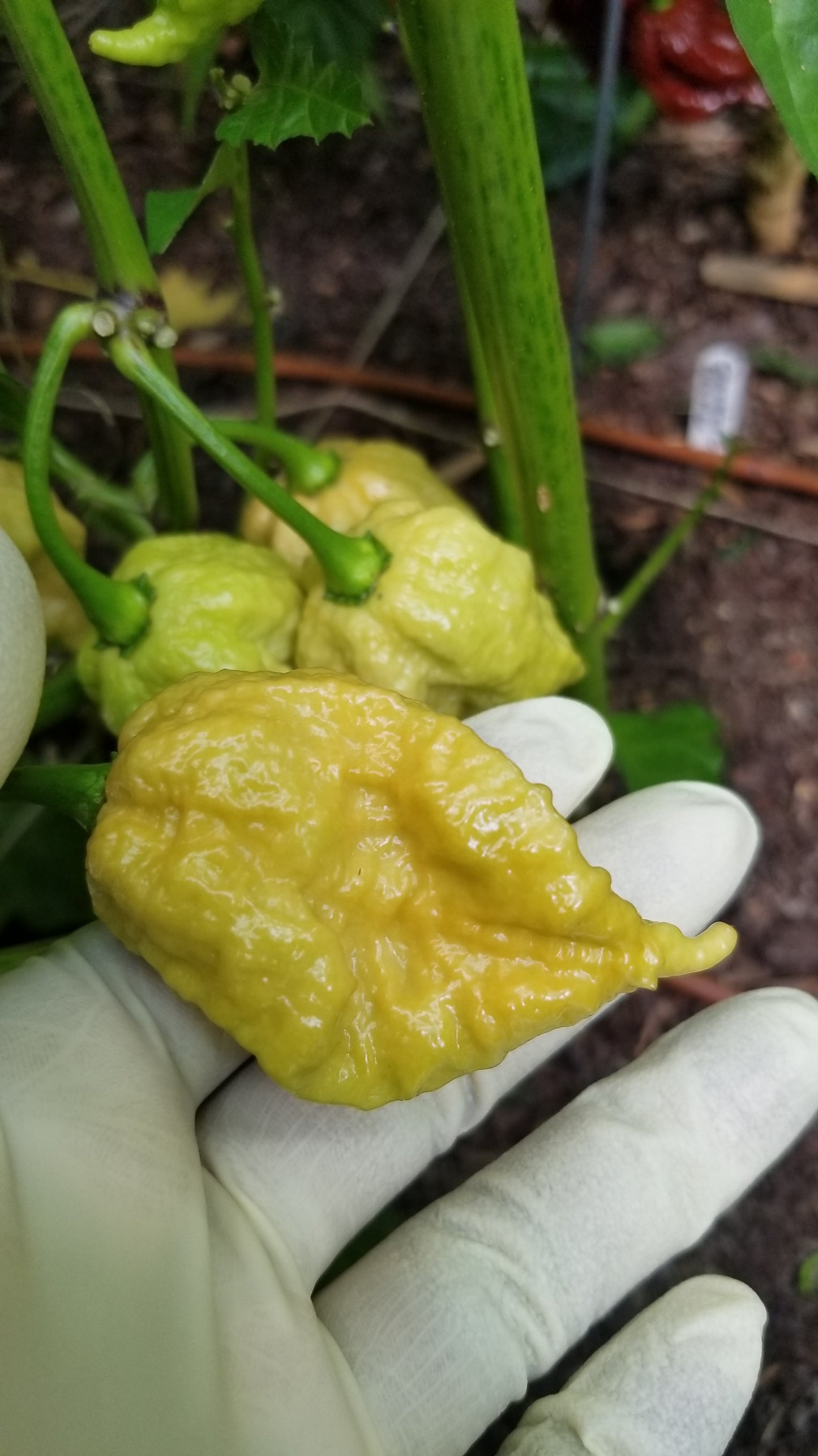 Gold Carolina Reaper Pepper Seeds