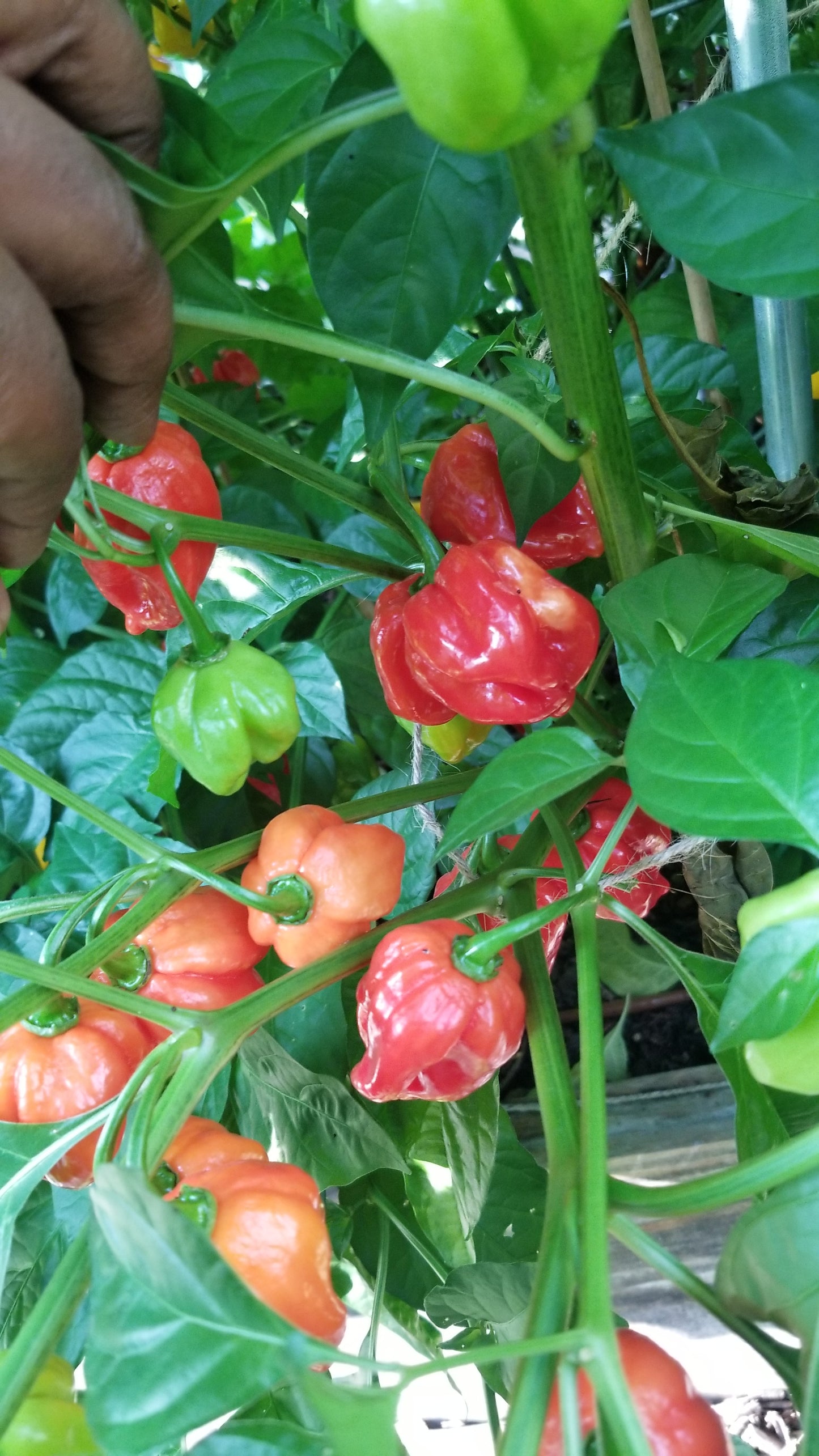 Red Habanero Pepper Seeds