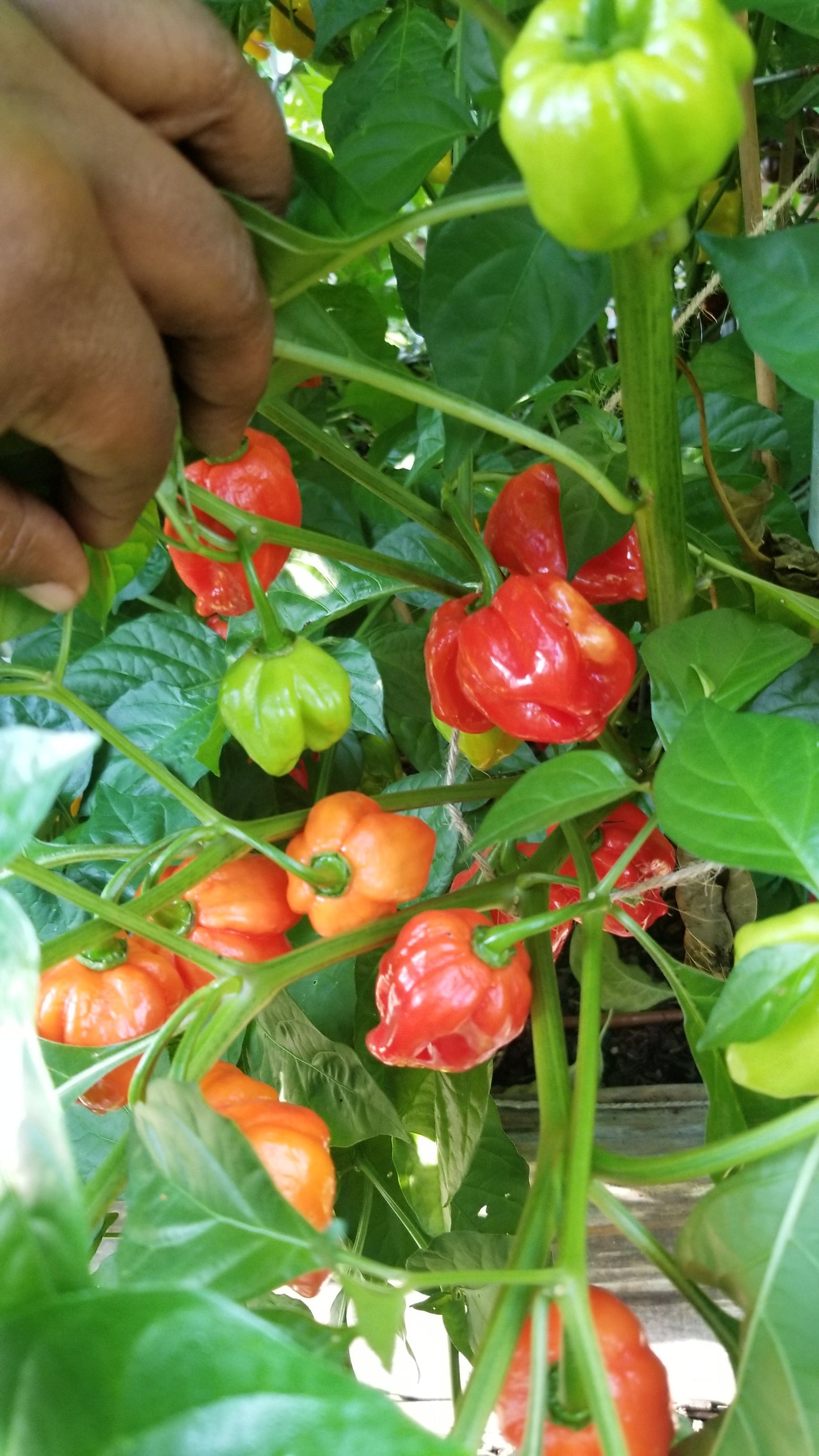 Red Habanero Pepper Seeds