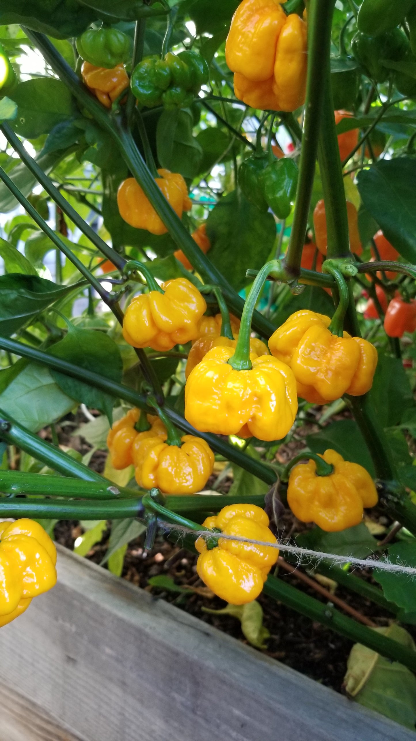 Scotch Bonnet (Yellow) Pepper Seeds