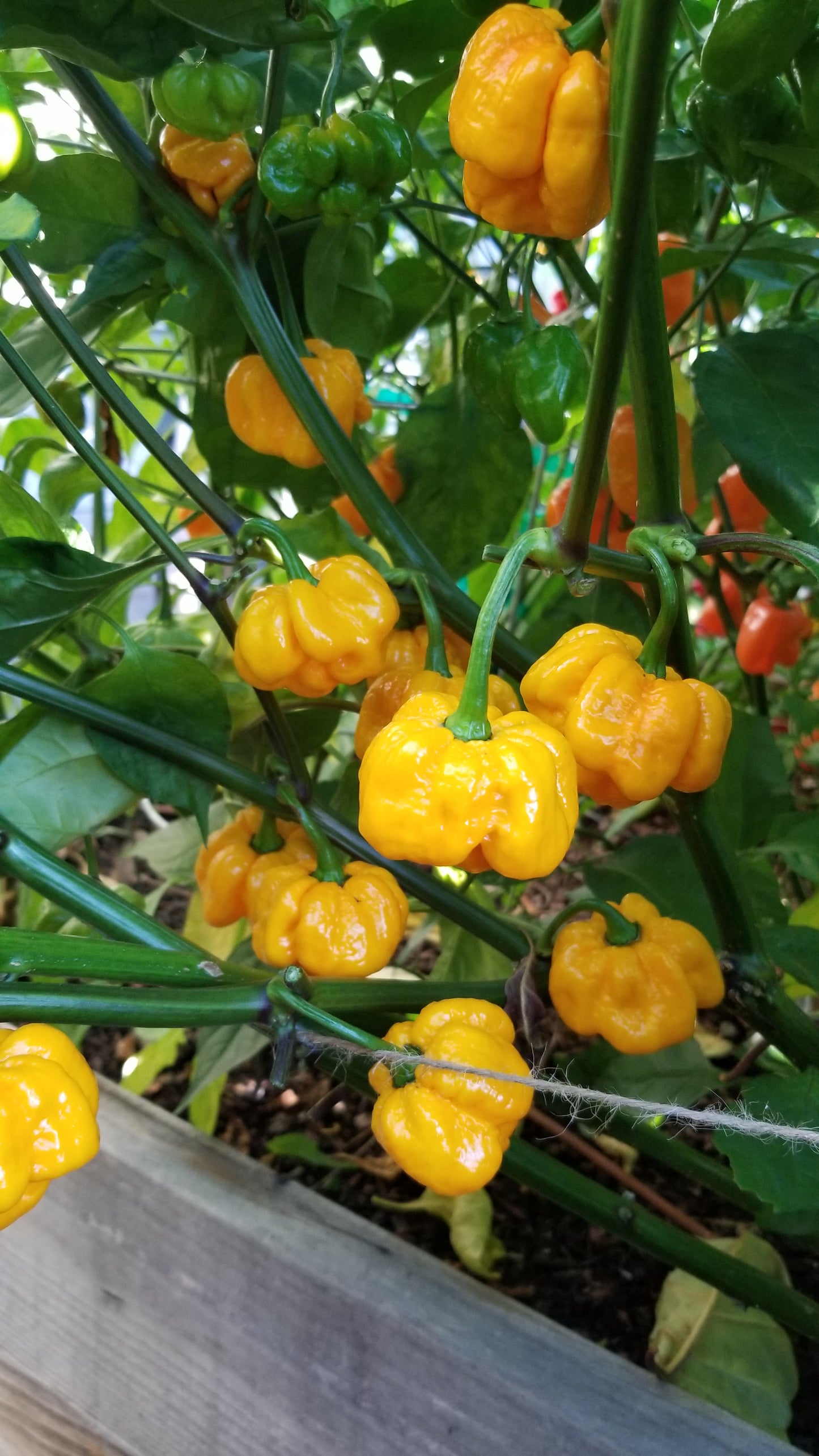 Scotch Bonnet (Yellow) Pepper Seeds