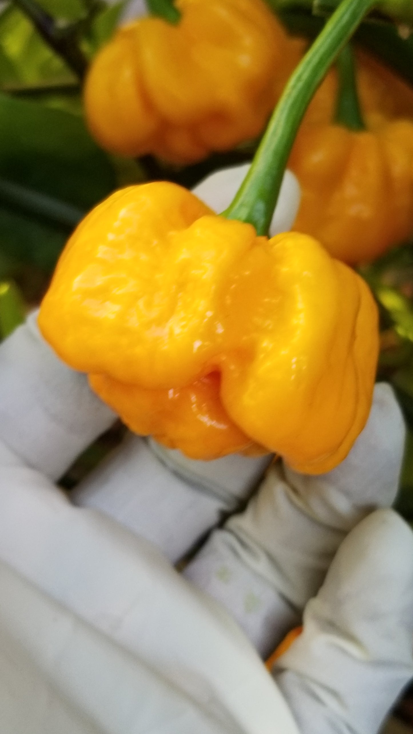 Scotch Bonnet (Yellow) Pepper Seeds