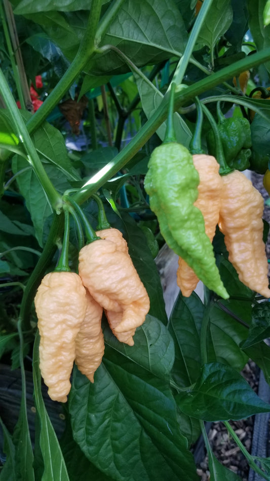 Peach (Ghost) Bhut Jolokia Pepper Seeds