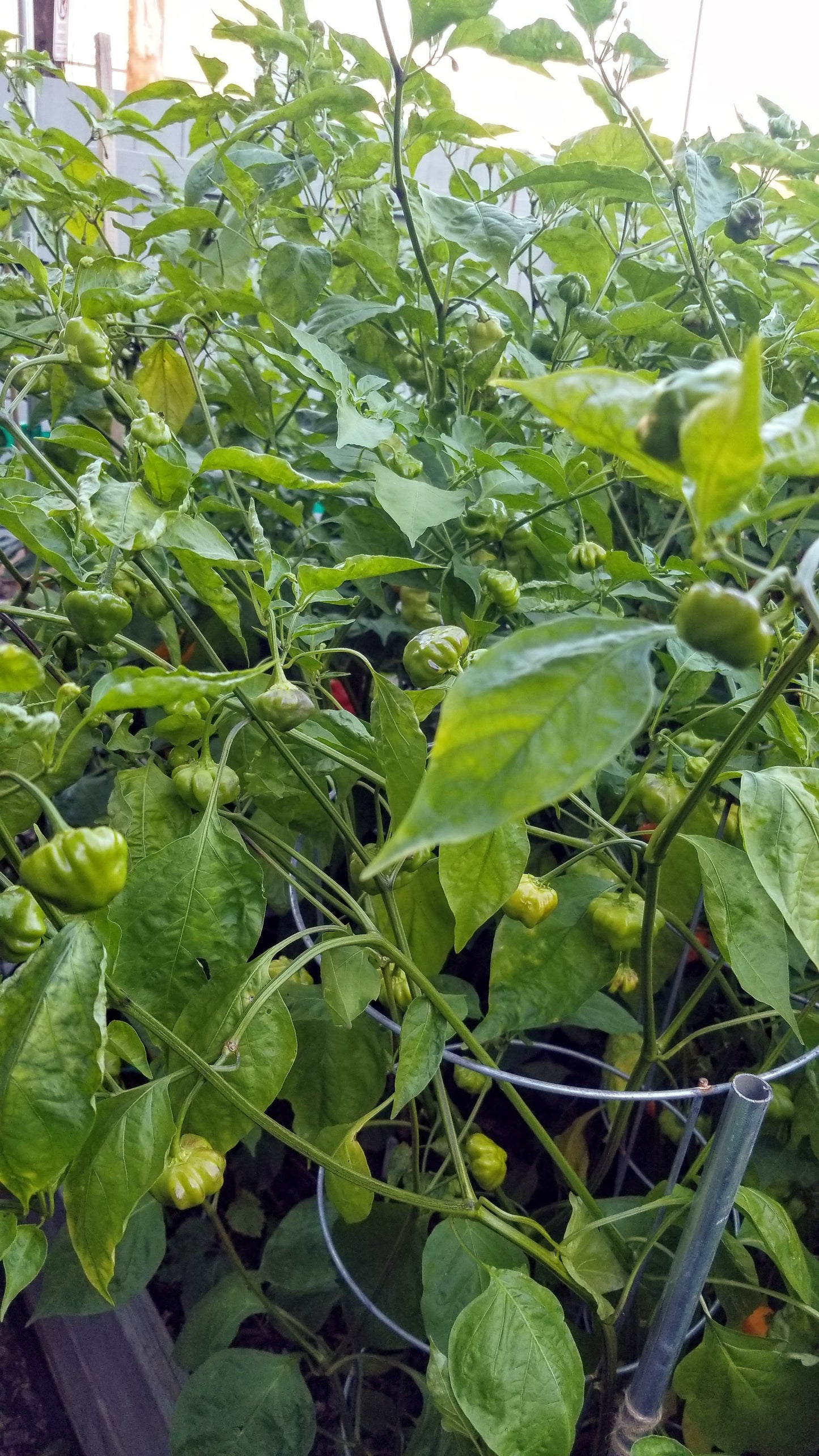 Brazilian Starfish (Yellow) Pepper Seeds