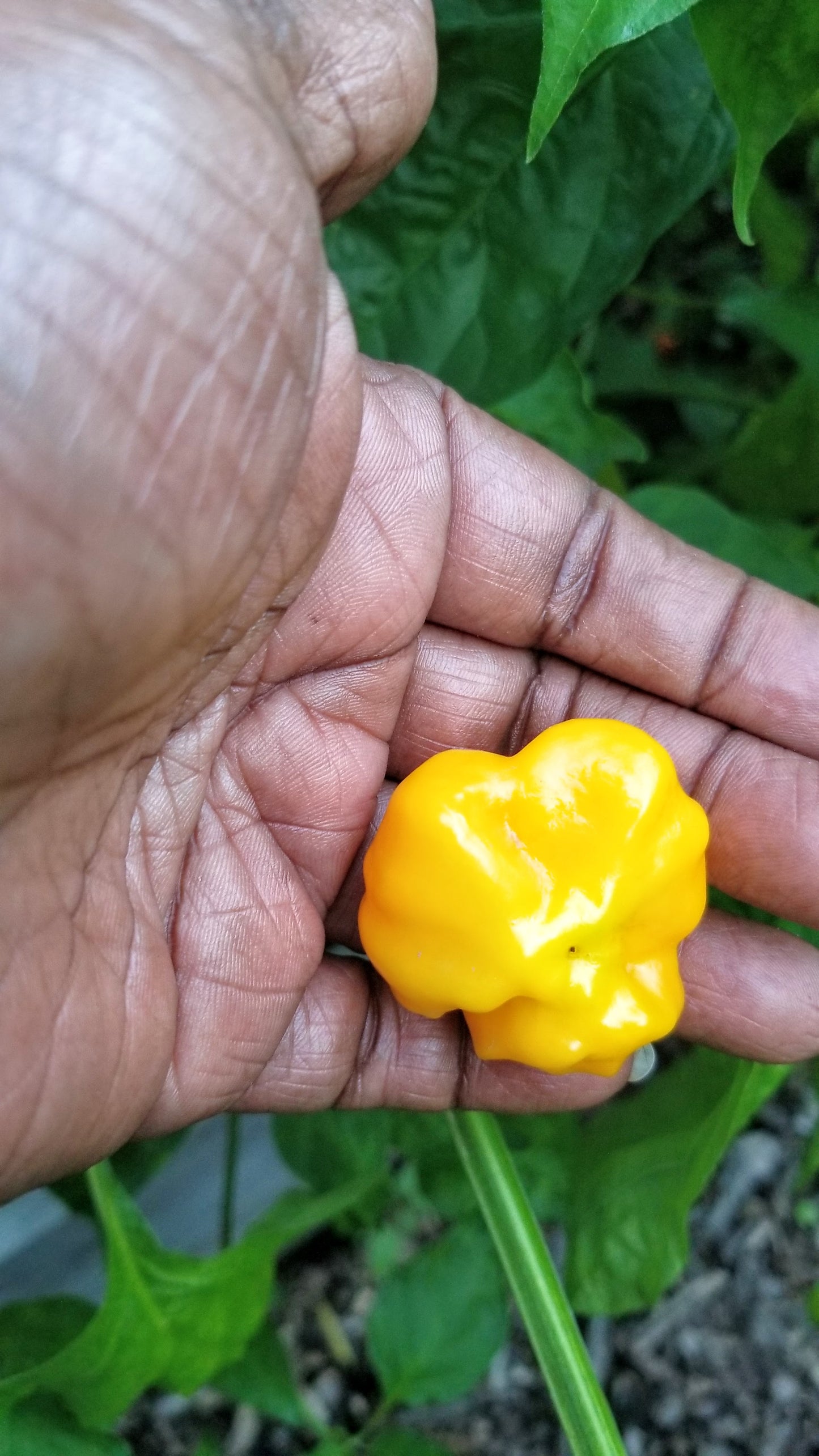 Brazilian Starfish (Yellow) Pepper Seeds