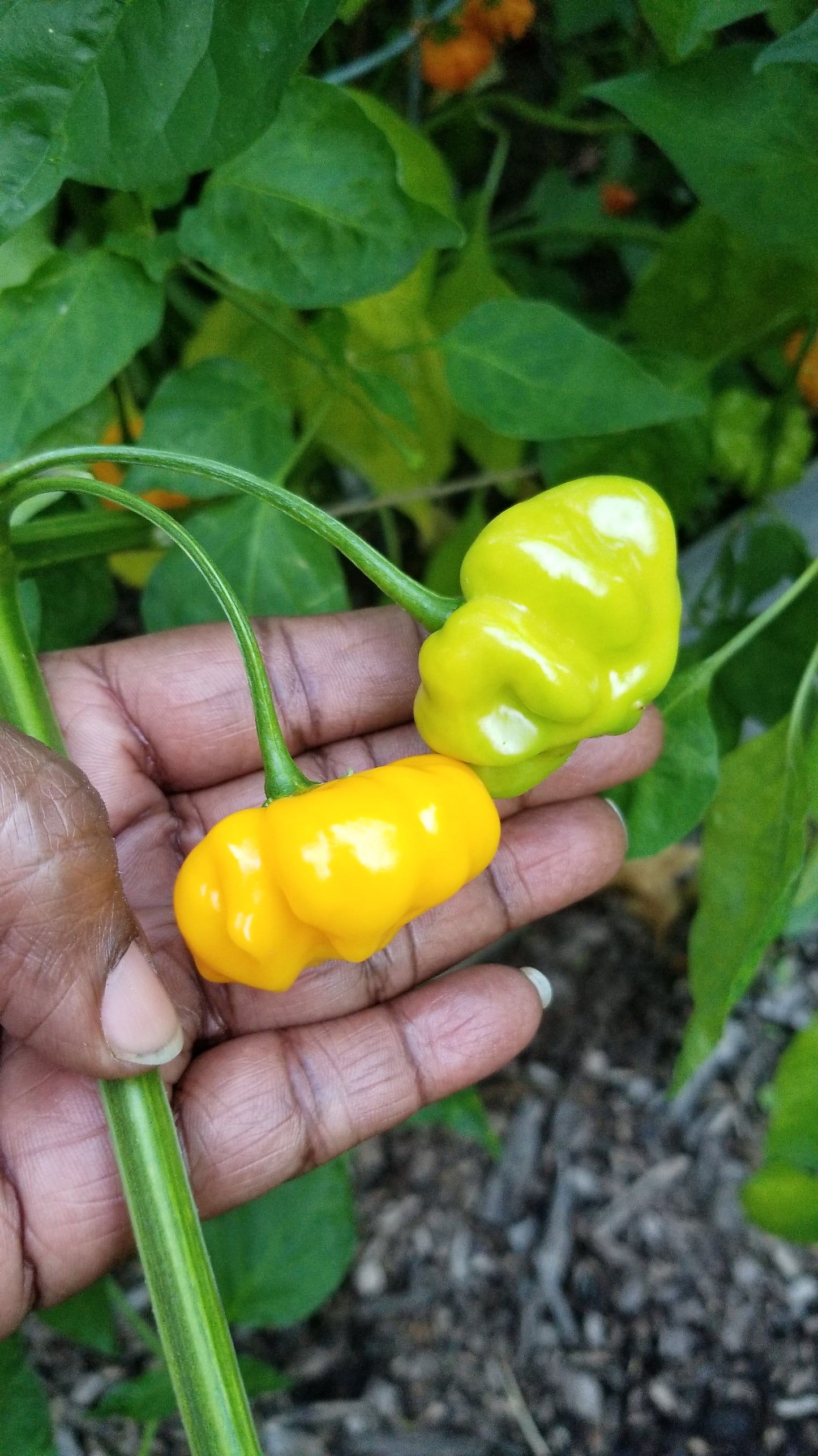 Brazilian Starfish (Yellow) Pepper Seeds