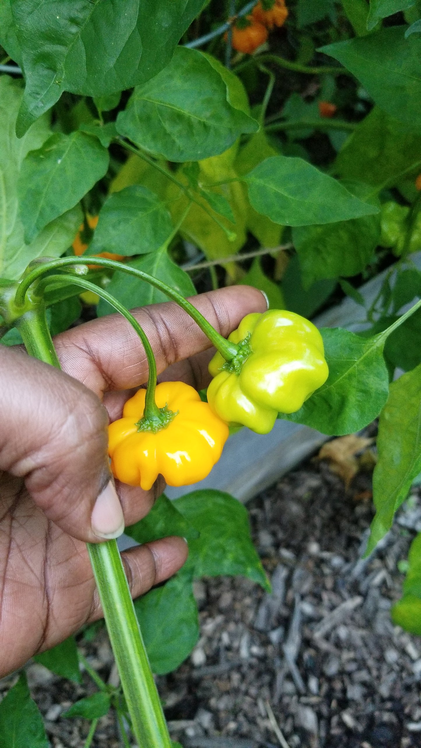 Brazilian Starfish (Yellow) Pepper Seeds