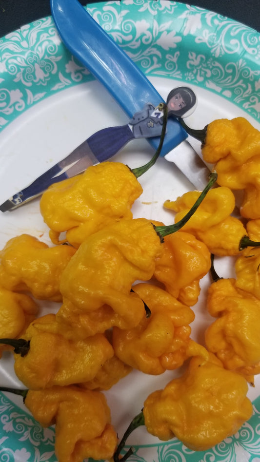 T-Rex Yellow Pepper Seeds