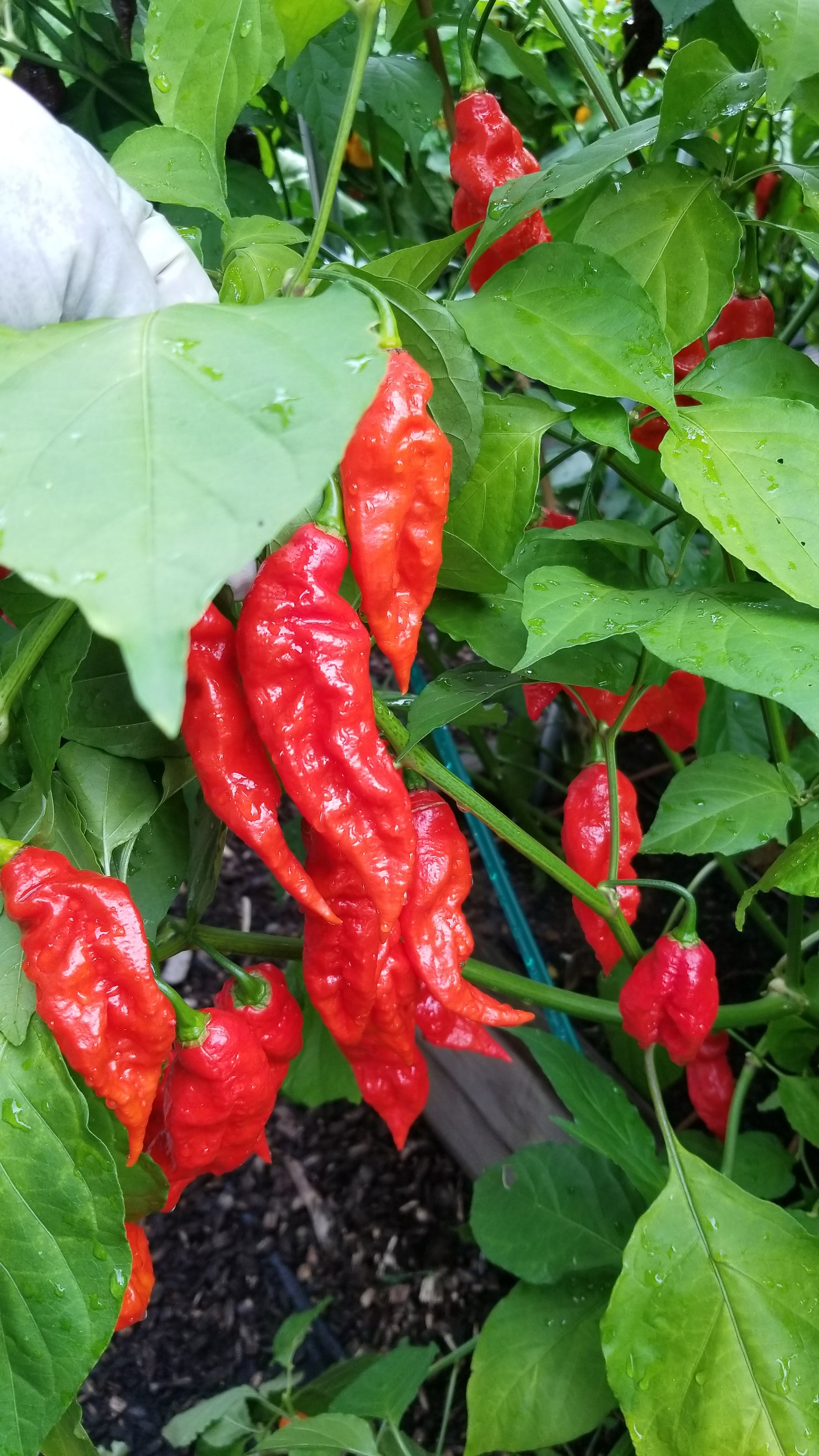 Ghost Pepper (Bhut Jolokia) Pepper Seeds