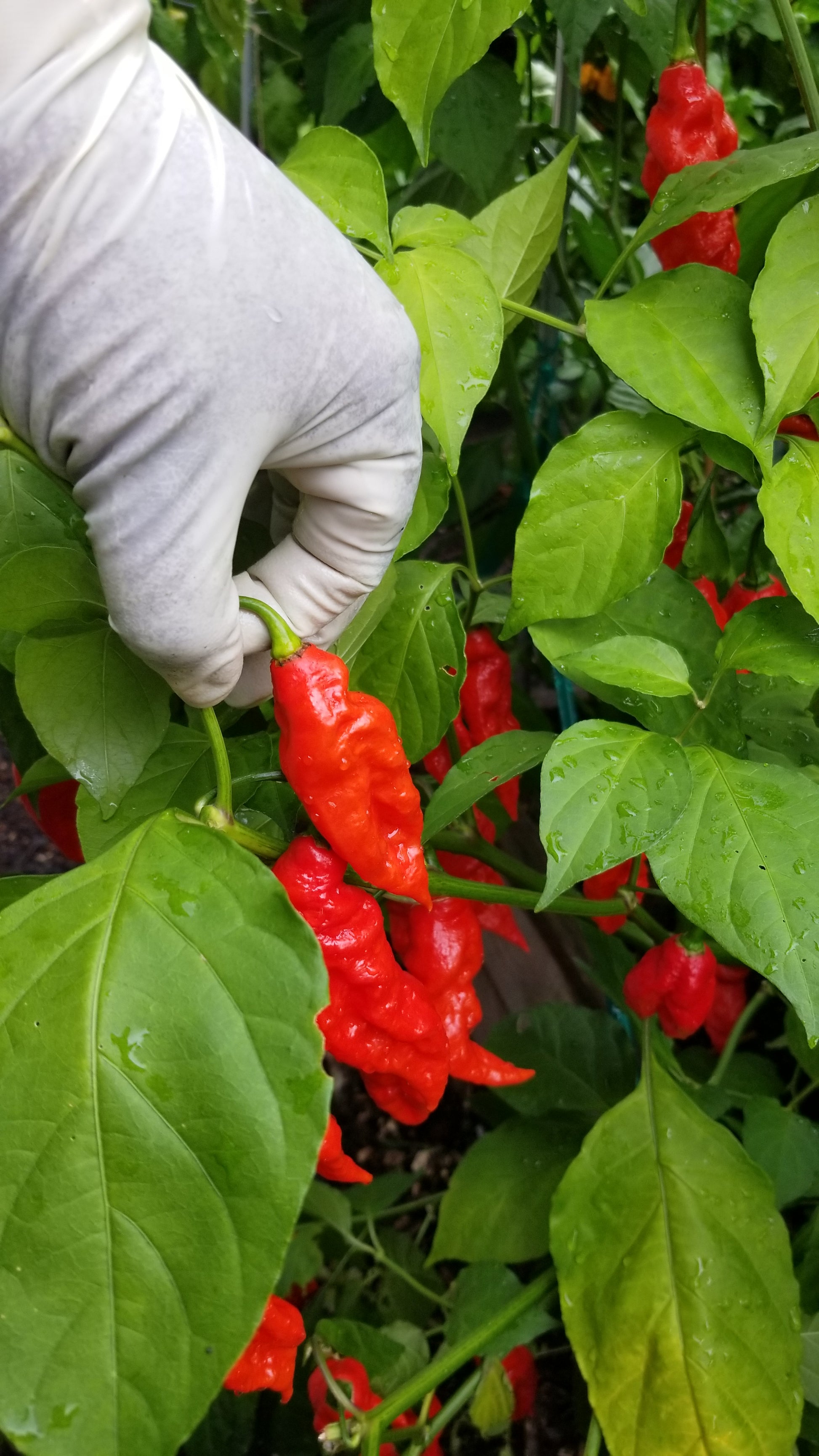 Ghost Pepper (Bhut Jolokia) Pepper Seeds