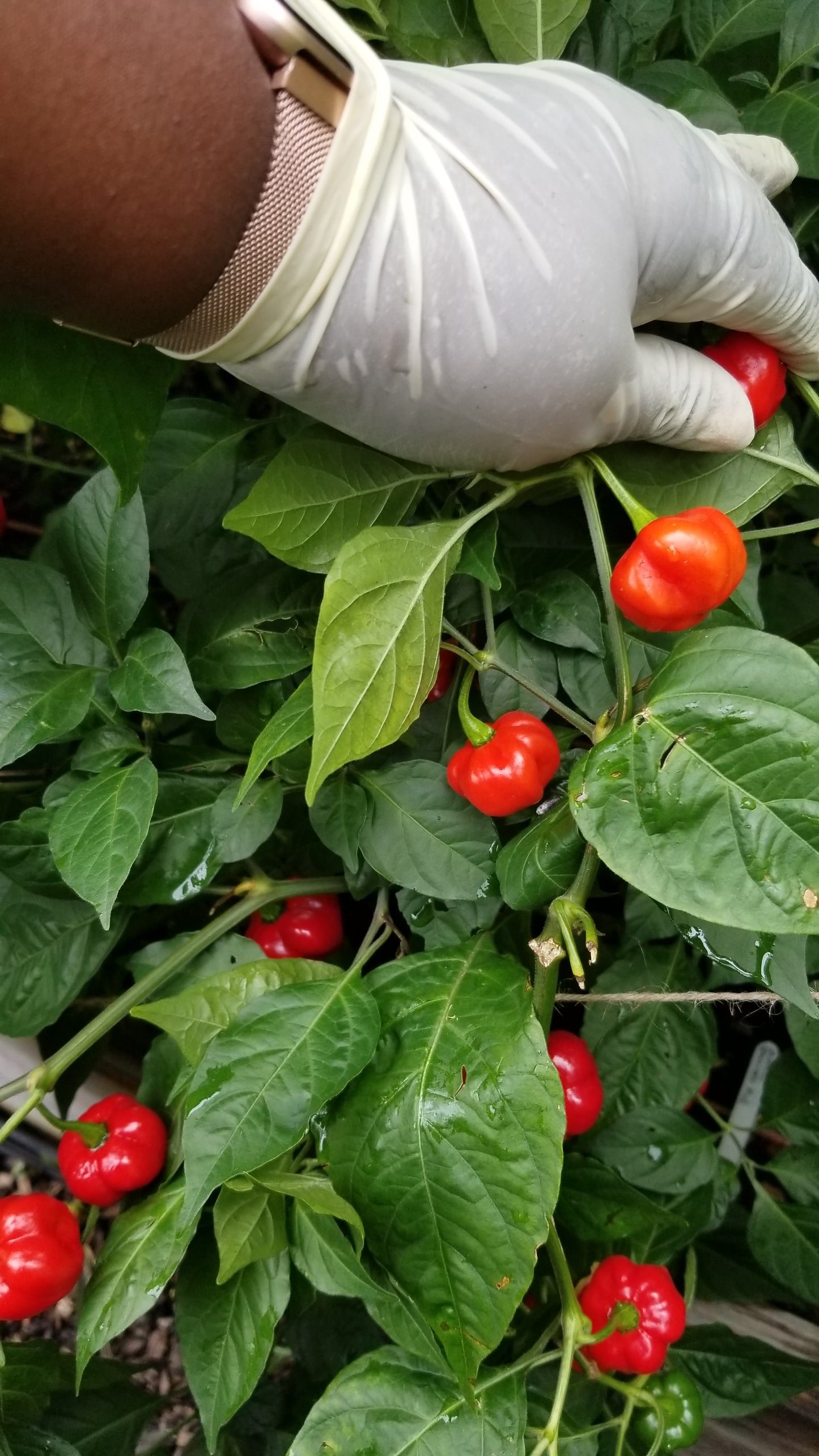 Scotch Bonnet (red) Pepper Seeds