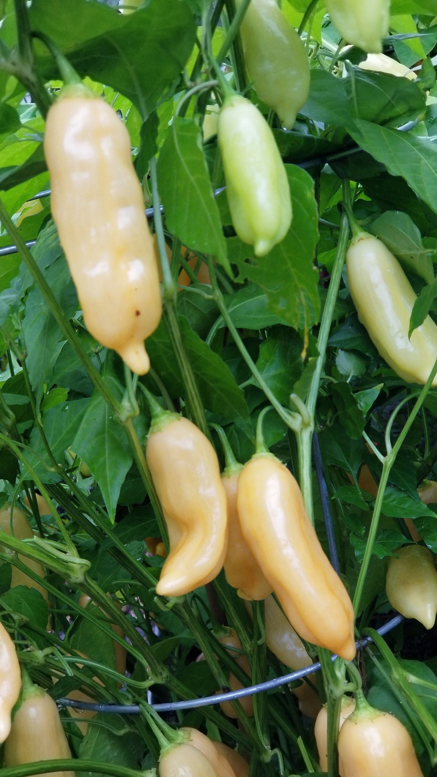 Sugar Rush Peach Pepper Seeds