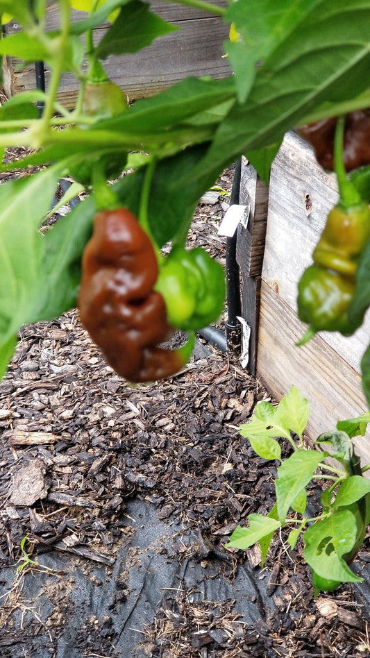 SBS Demon Chocolate Habanero Seeds