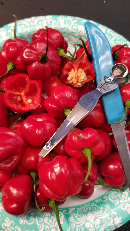 Scotch Bonnet (red) Pepper Seeds