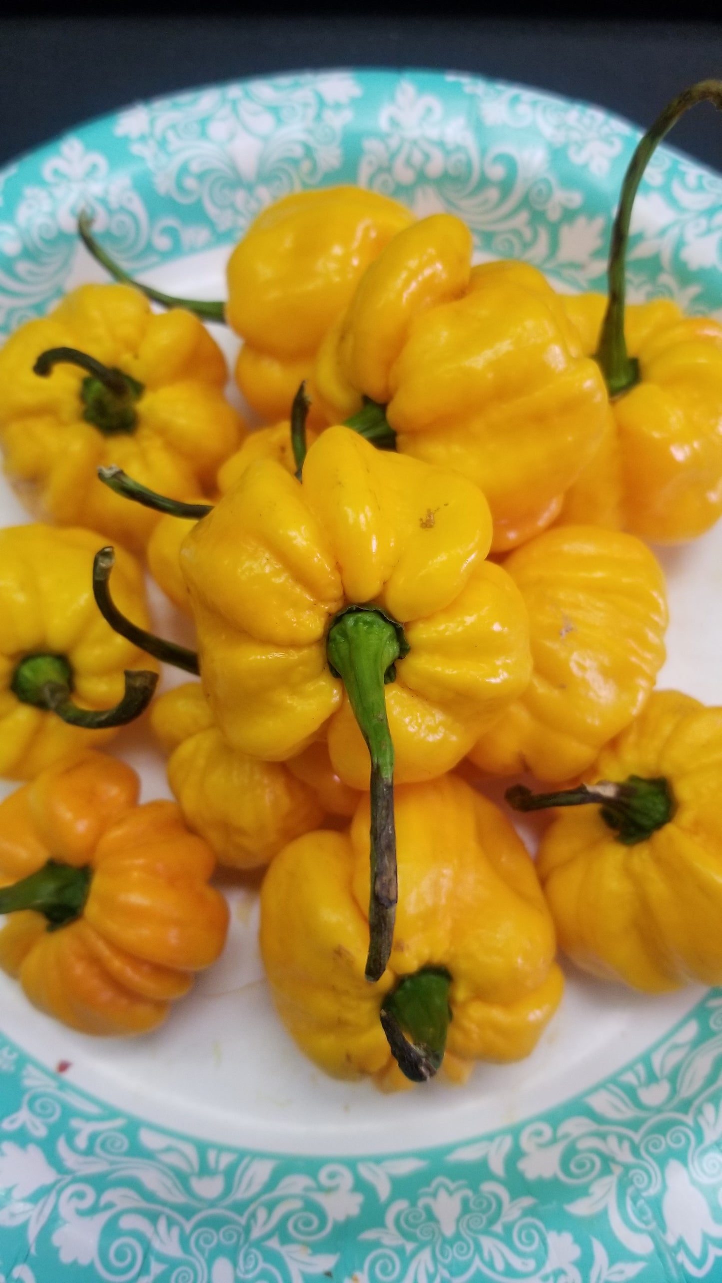 Scotch Bonnet (Yellow) Pepper Seeds