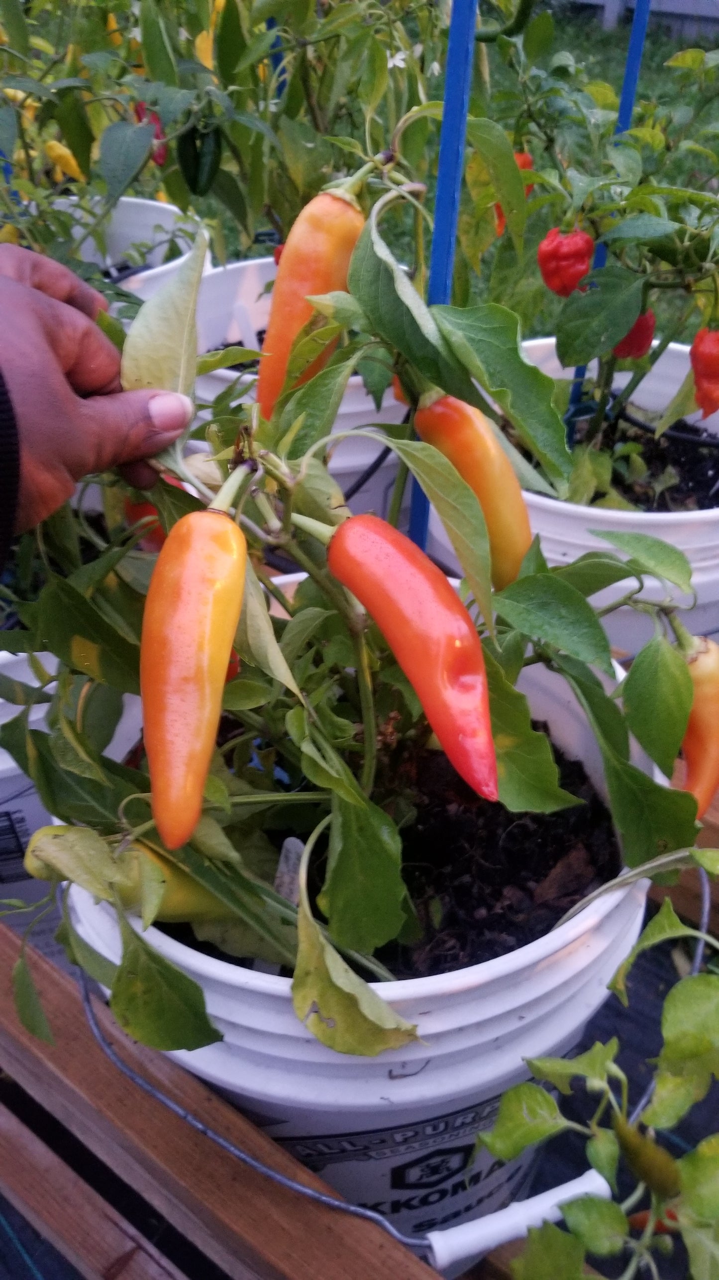 Hungarian Hot Wax Pepper Seeds